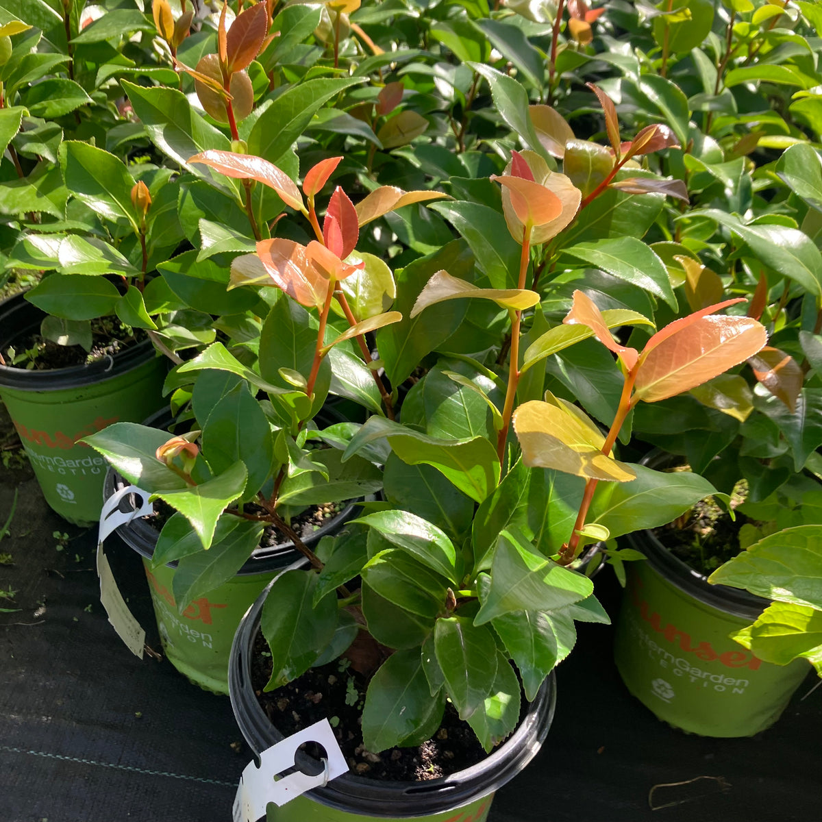 Early Wonder® Camellia