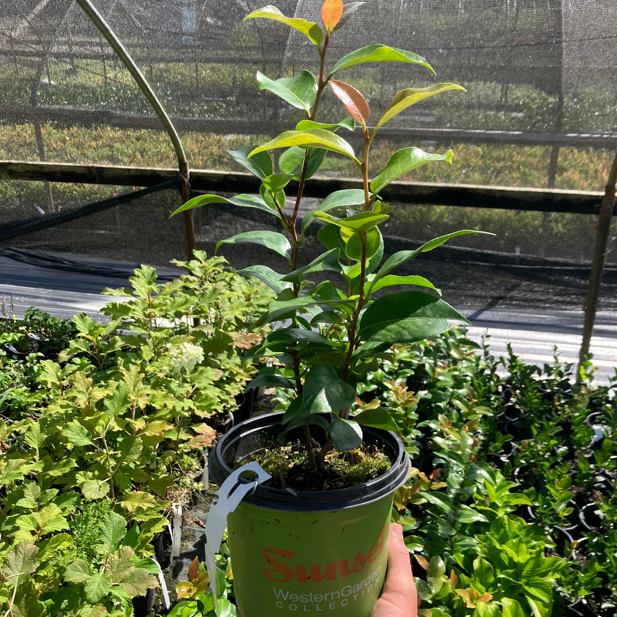 Early Wonder® Camellia