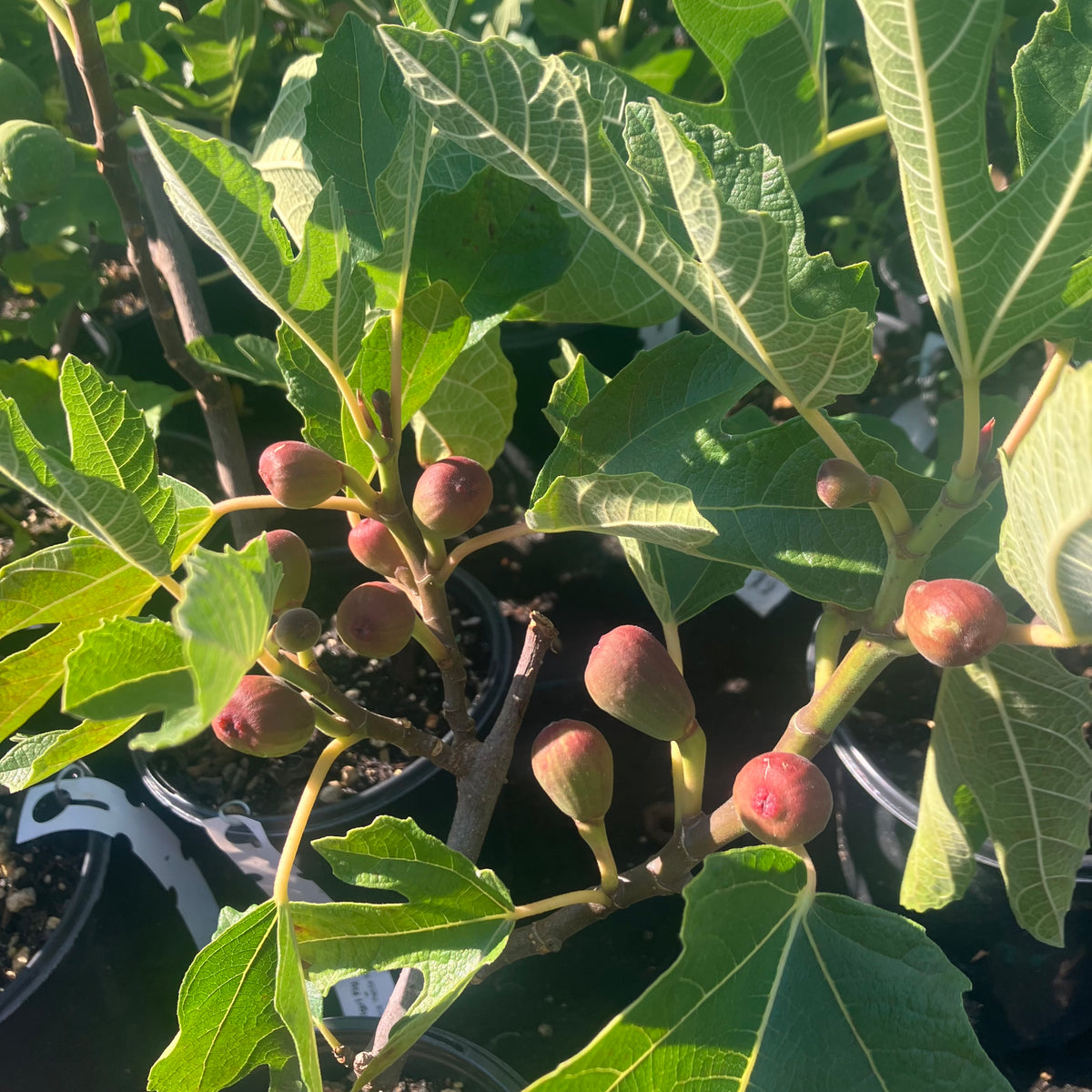 Petite Negri Fig