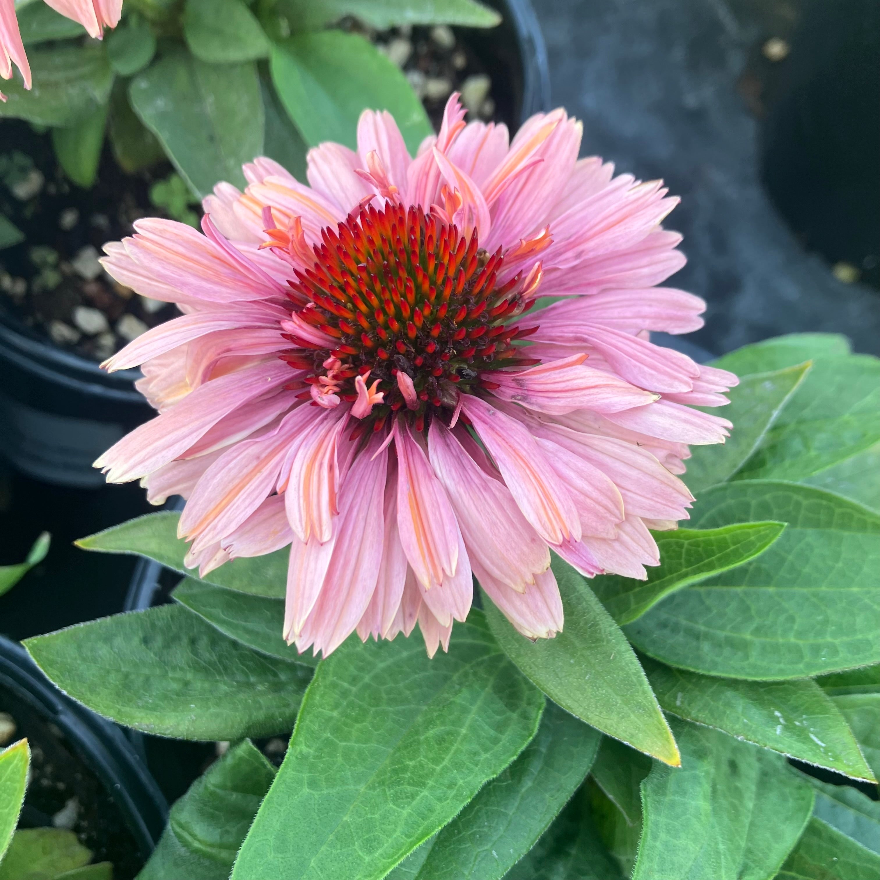 Echinacea Fresco™ 'Apricot'