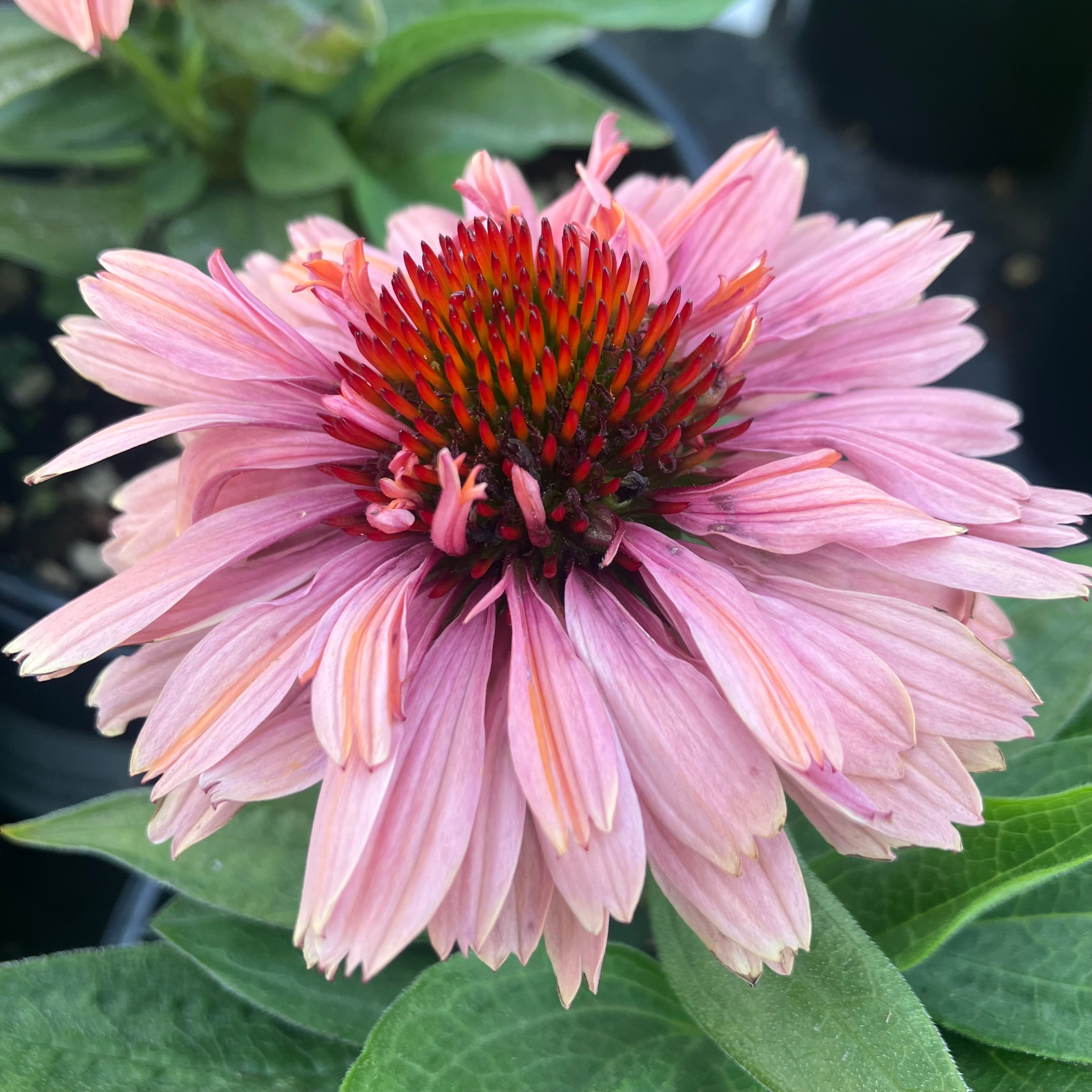 Echinacea Fresco™ 'Apricot'
