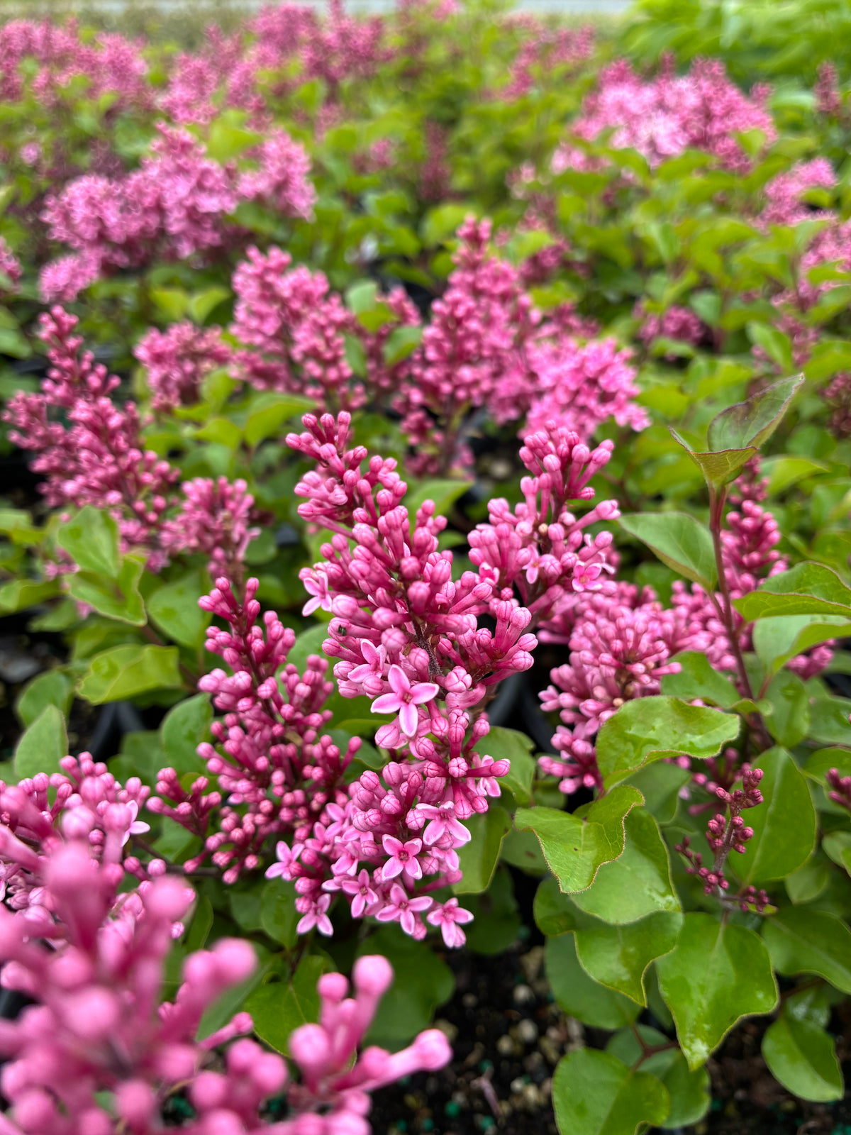 Josee Lilac