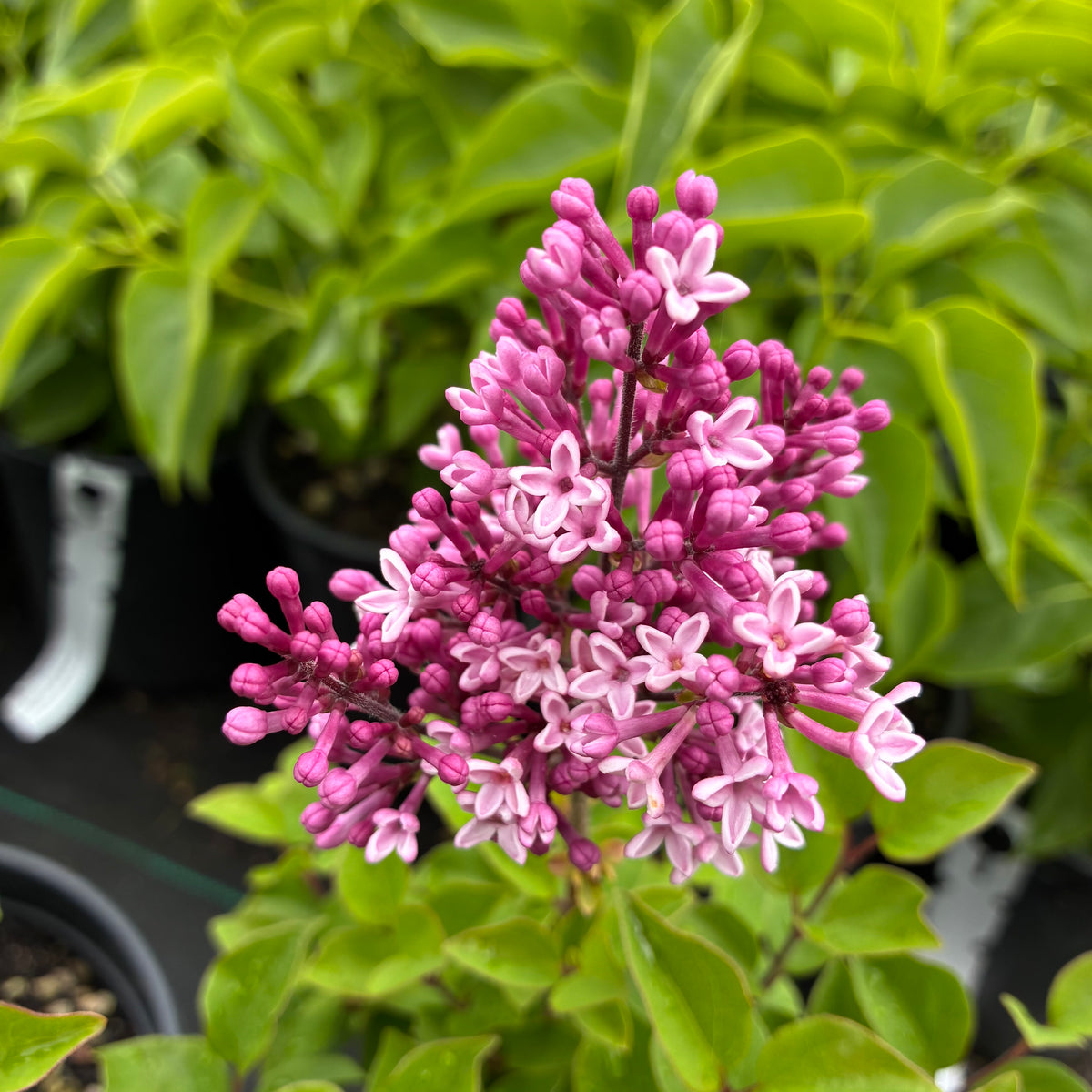 Josee Lilac