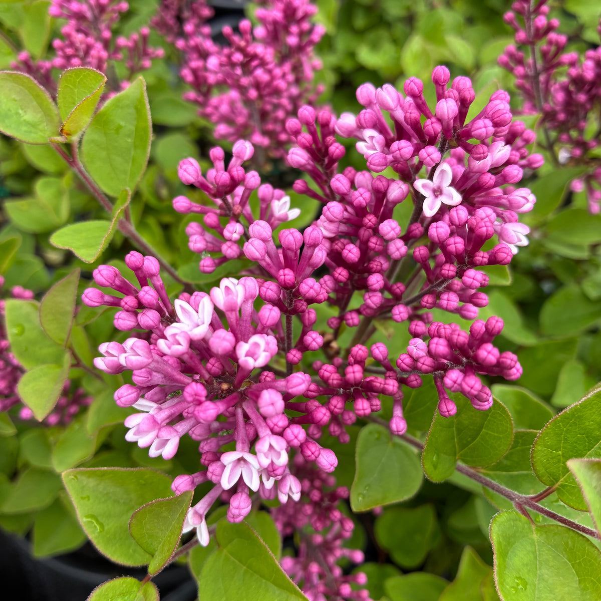 Josee Lilac