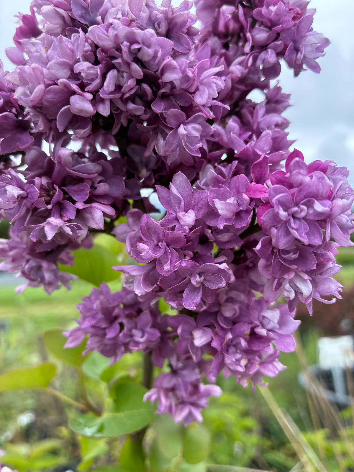 My Favorite Lilac