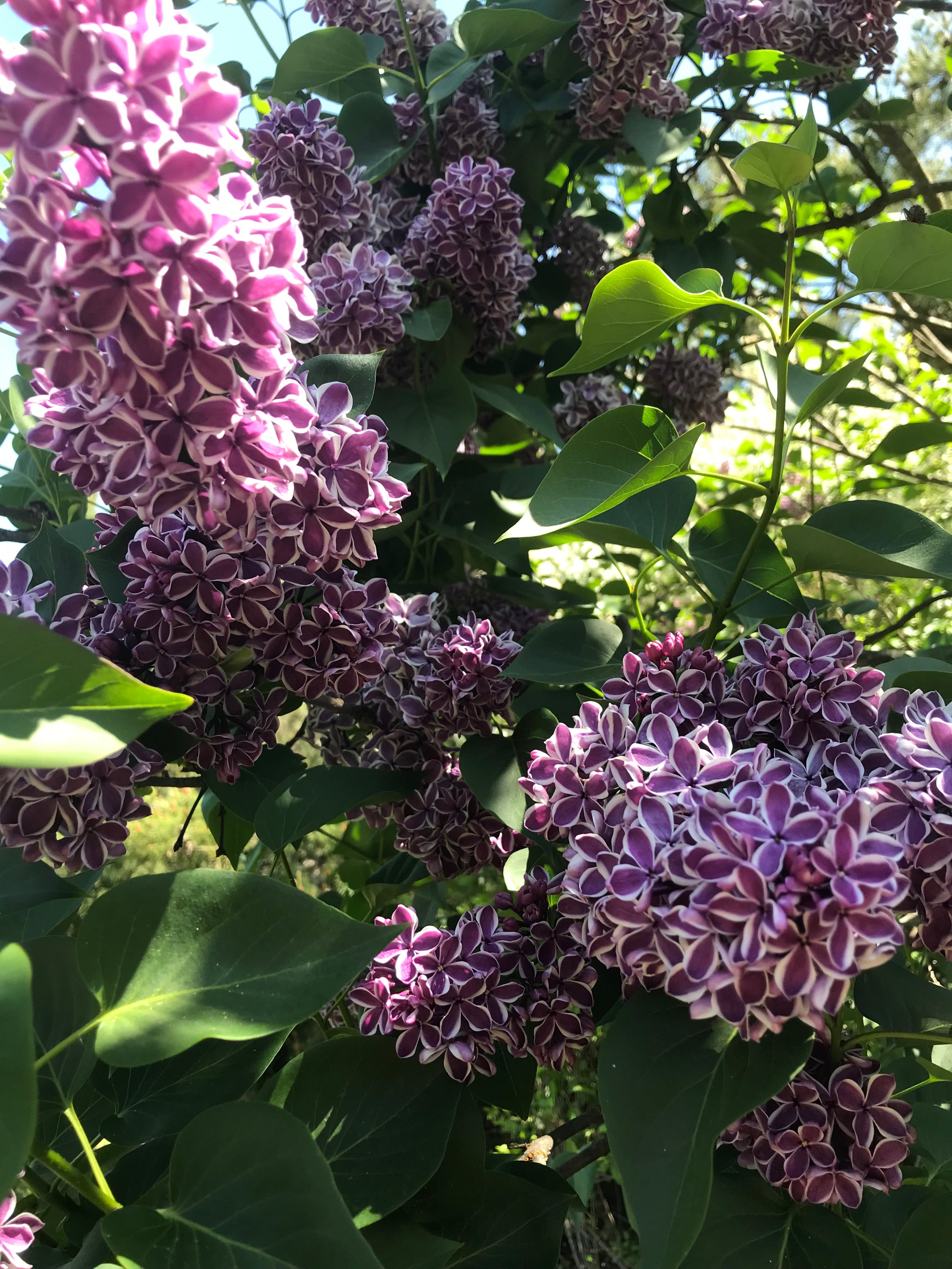 Sensation French Lilac