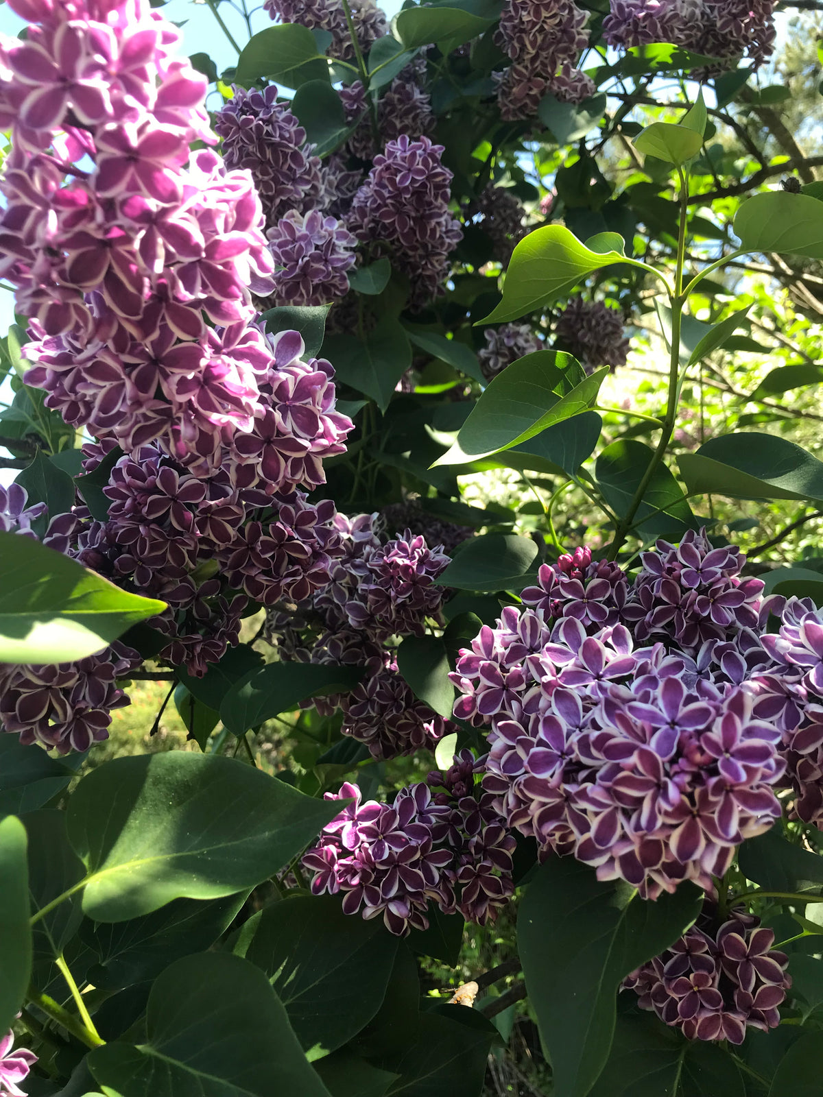 Sensation French Lilac
