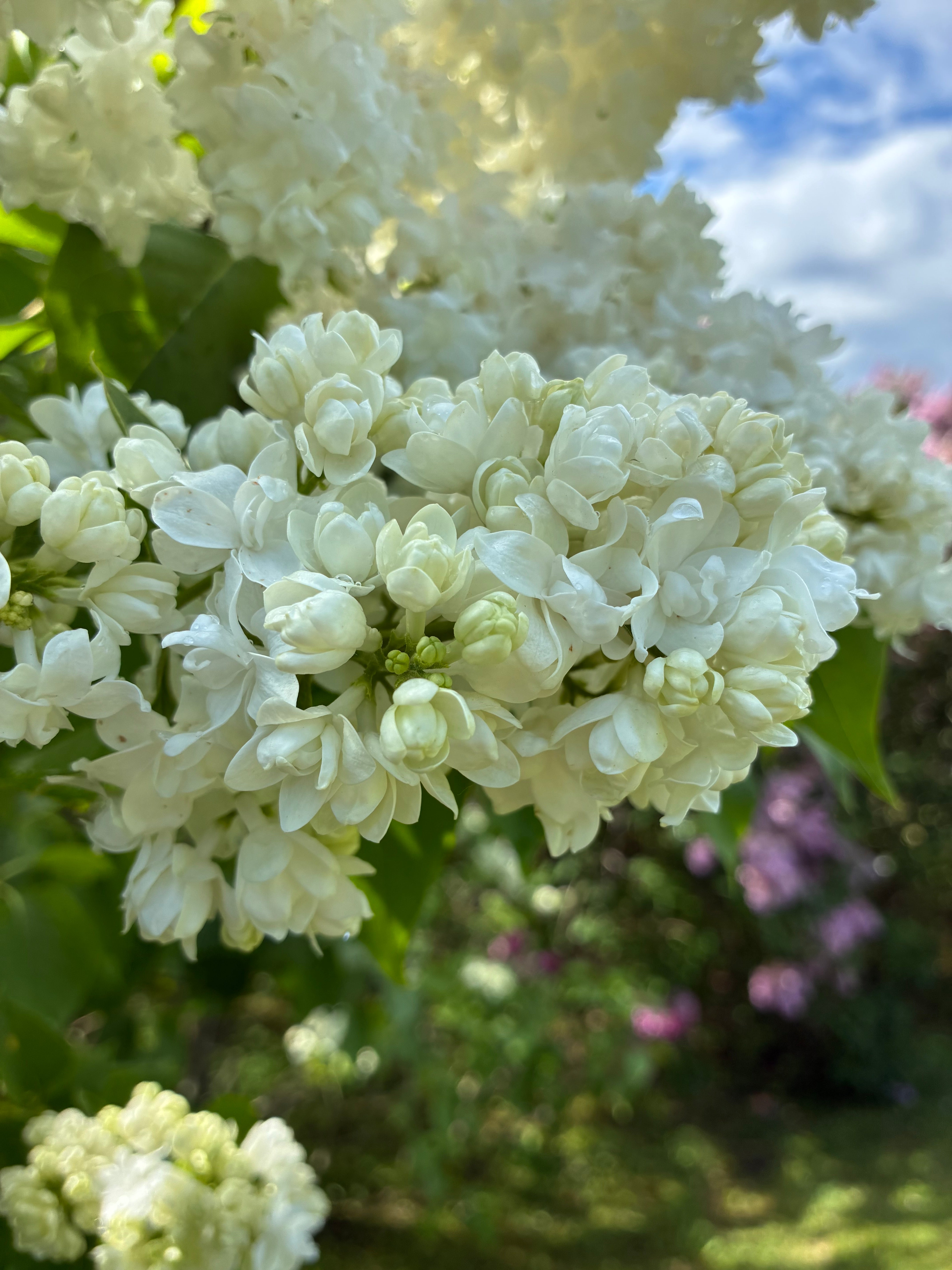 Madame Lemoine French Lilac
