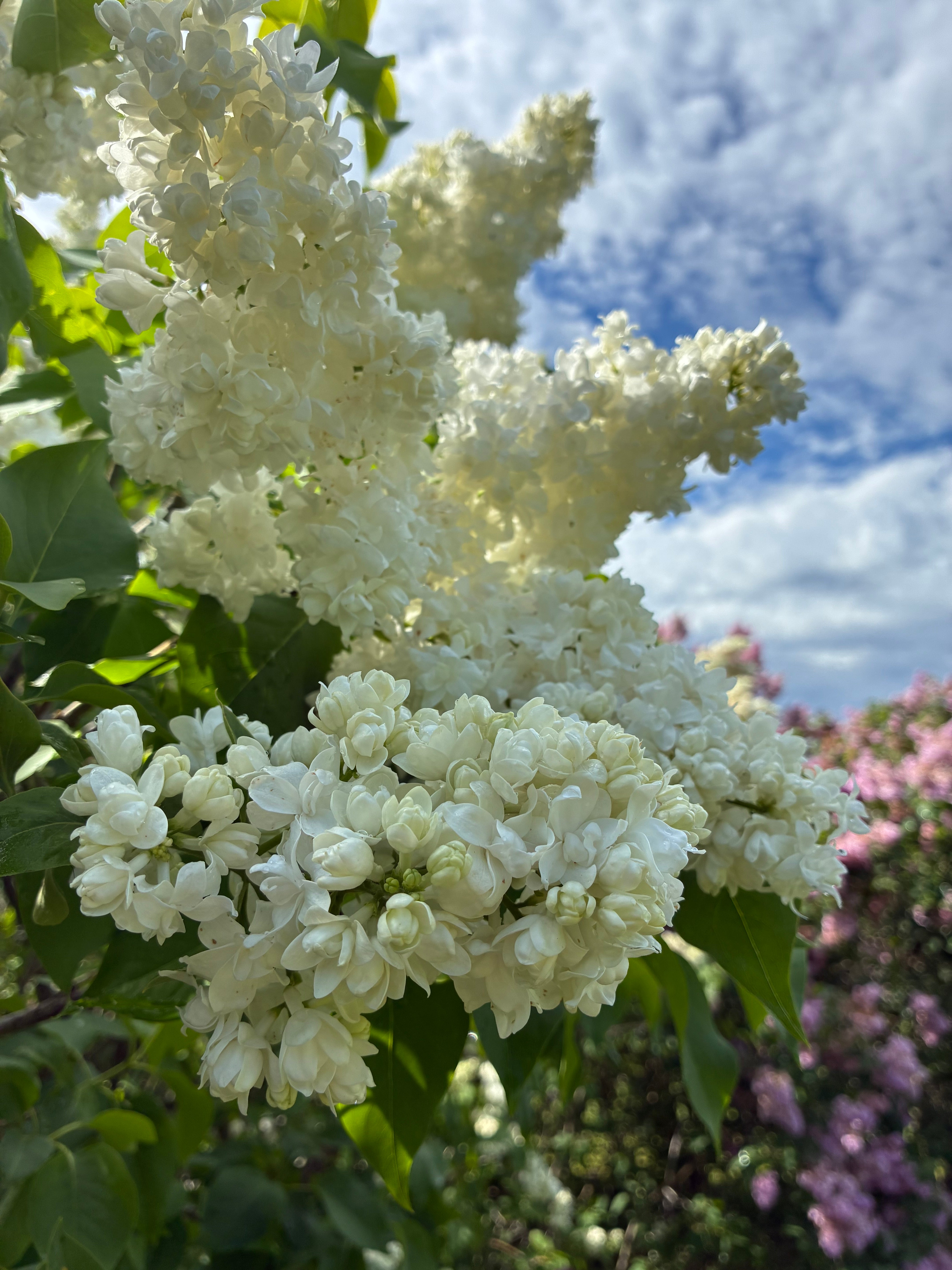 Madame Lemoine French Lilac