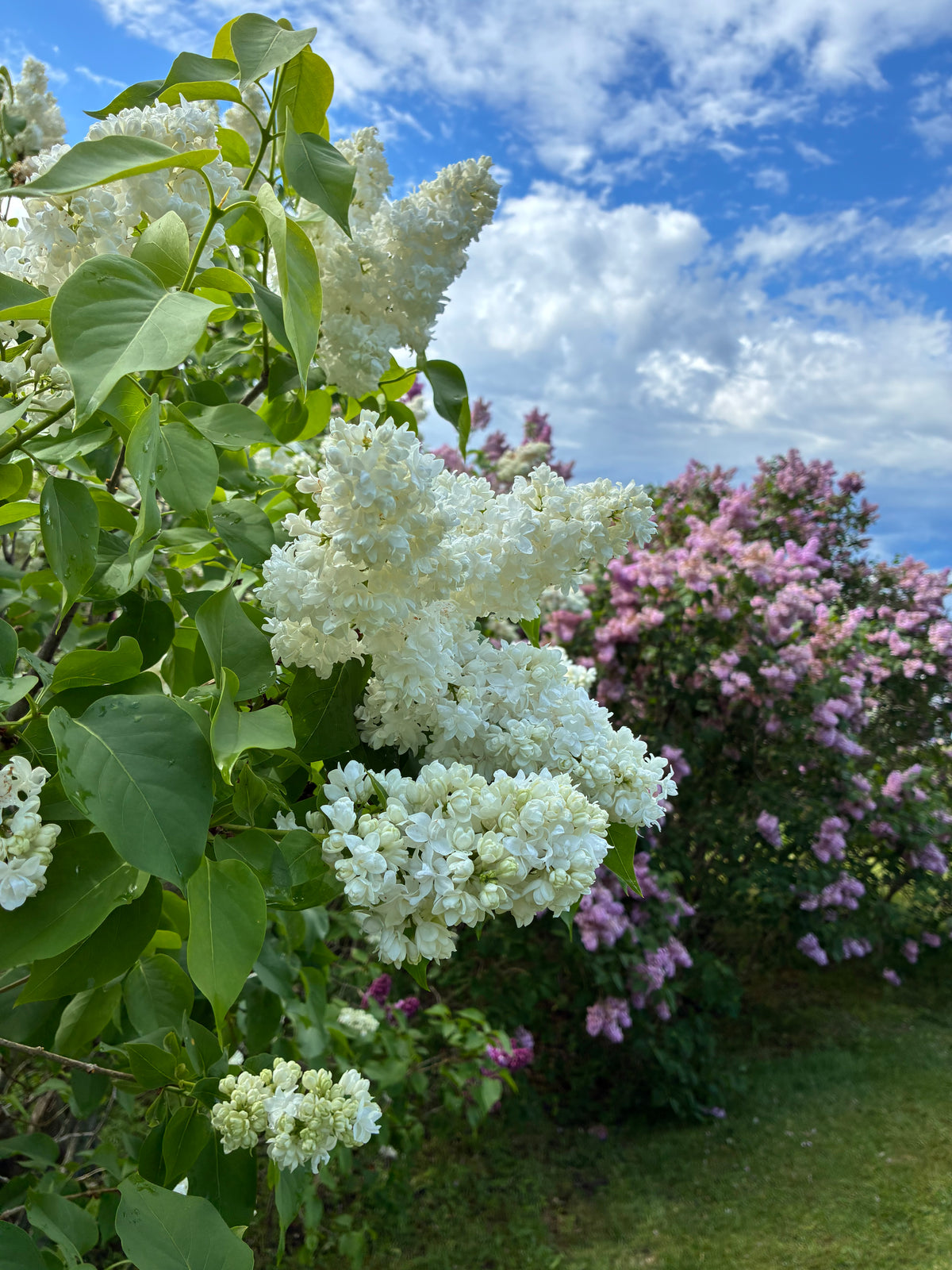 Madame Lemoine French Lilac
