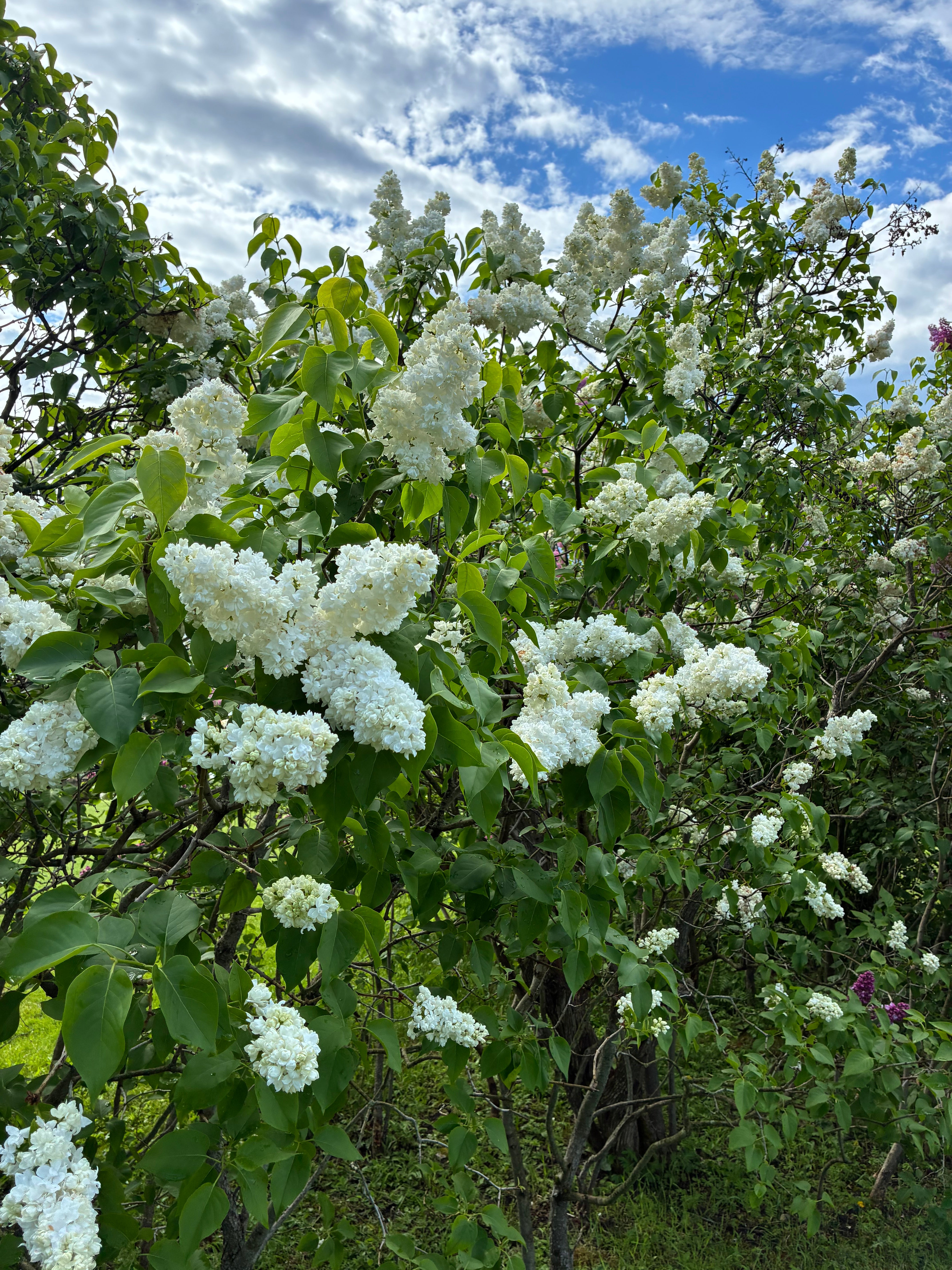 Madame Lemoine French Lilac