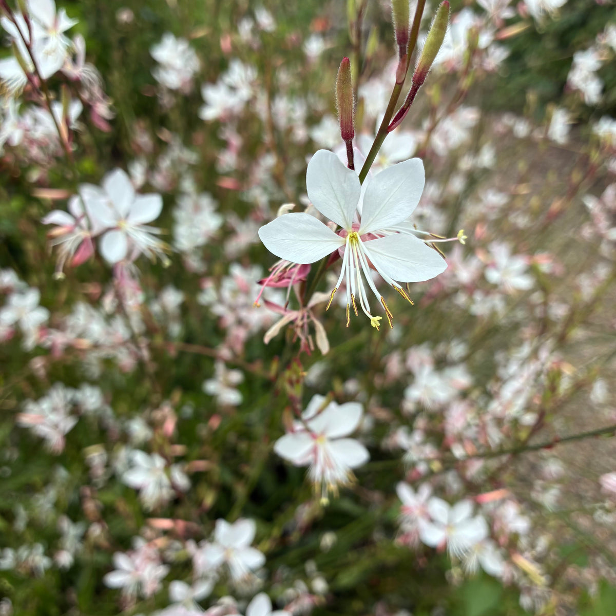 Gaura ‘Sparkle White’