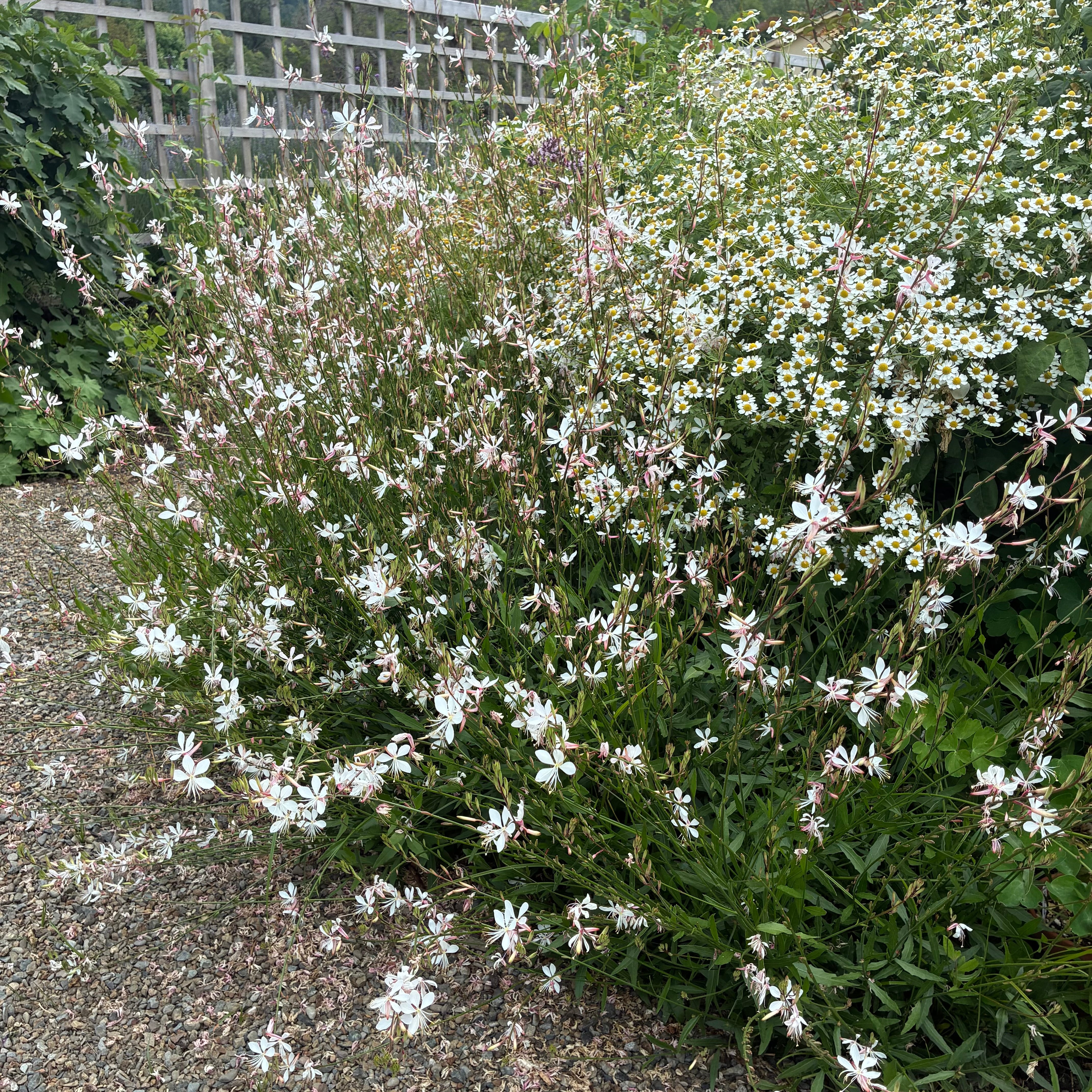 Gaura ‘Sparkle White’