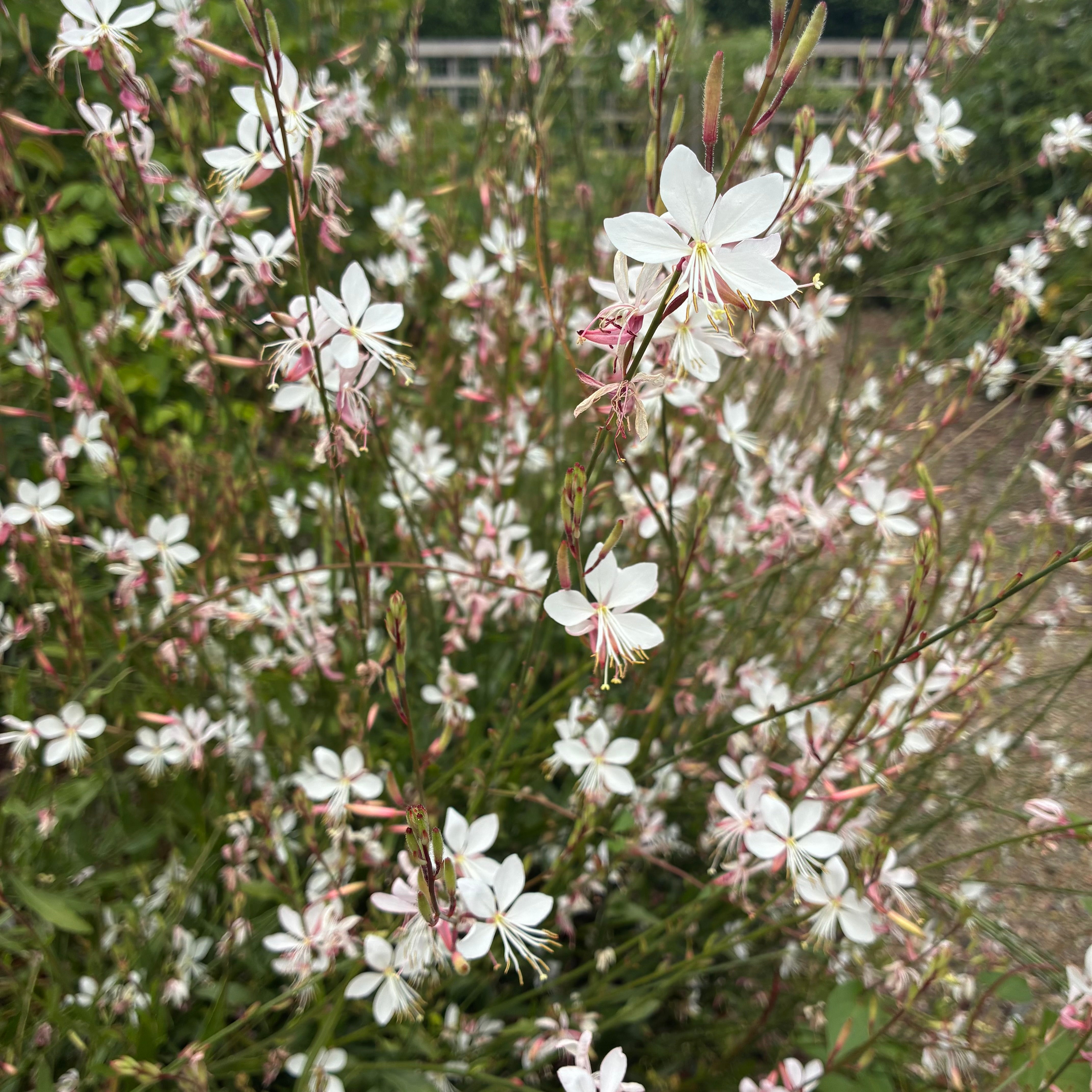 Gaura ‘Sparkle White’