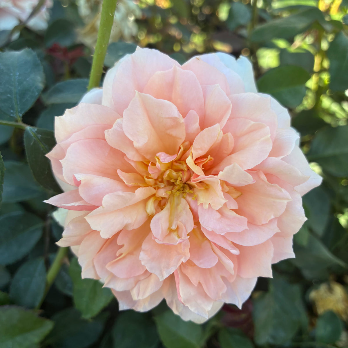 Soul Sister™ Sunbelt® Rose