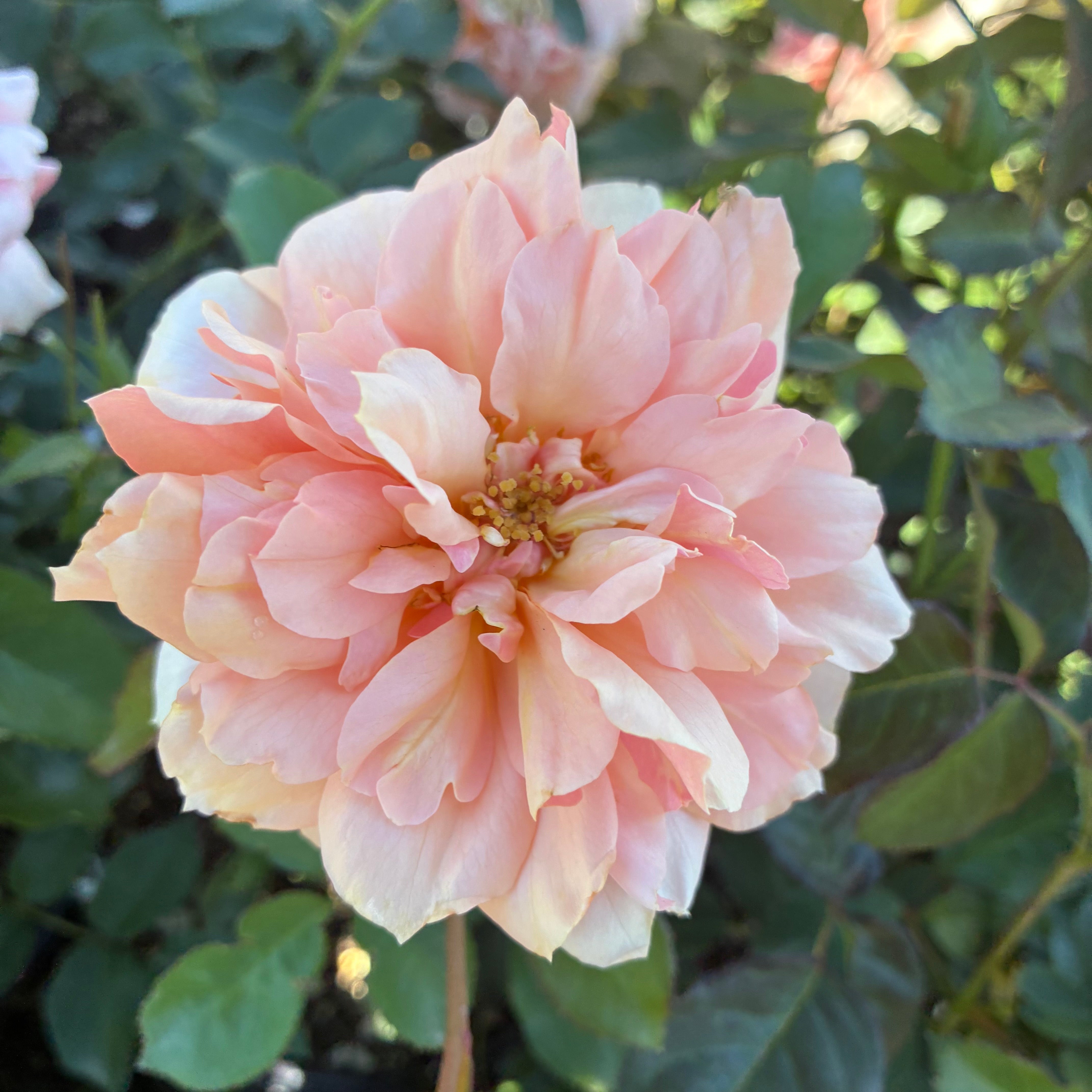 Soul Sister™ Sunbelt® Rose
