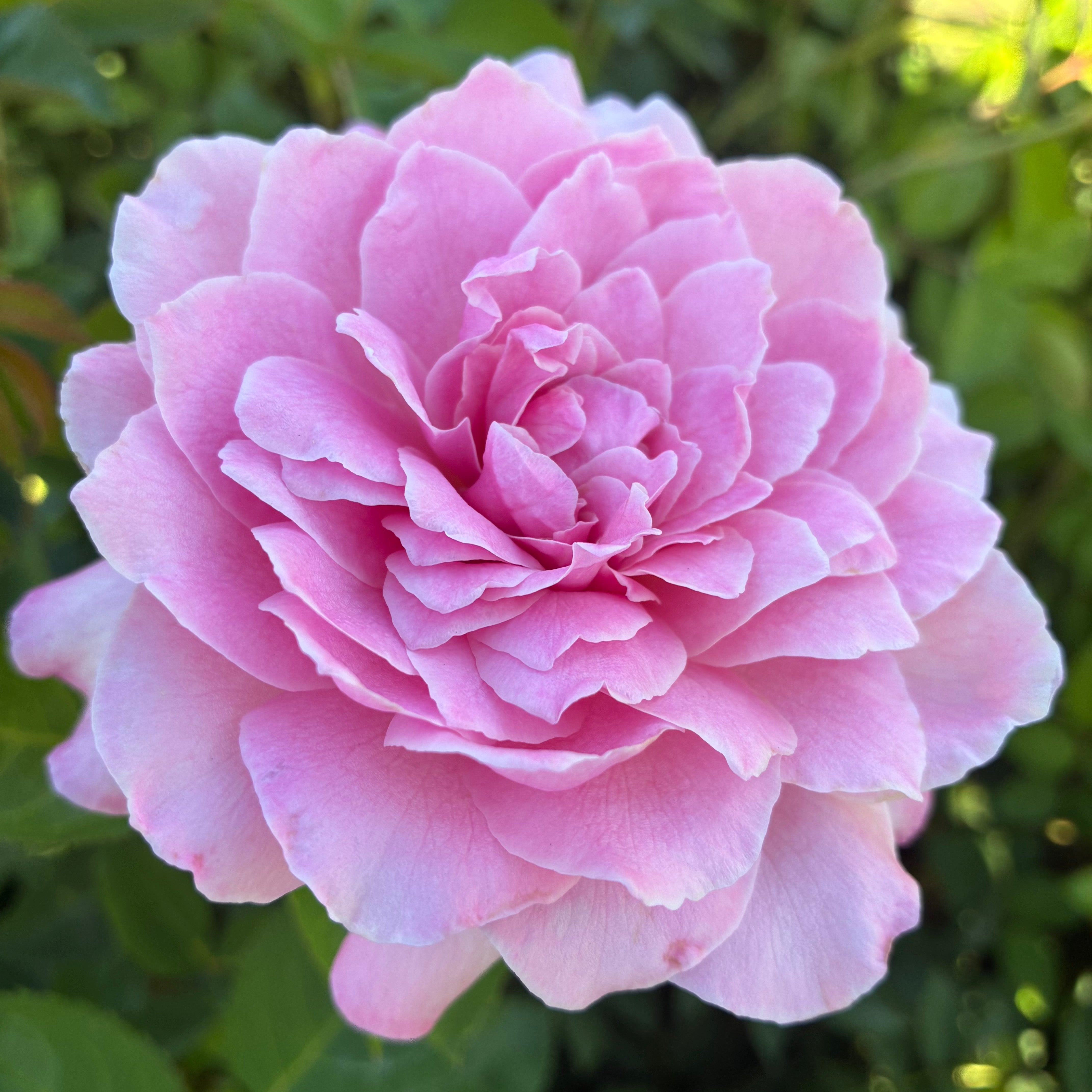 Belinda’s Dream Rose