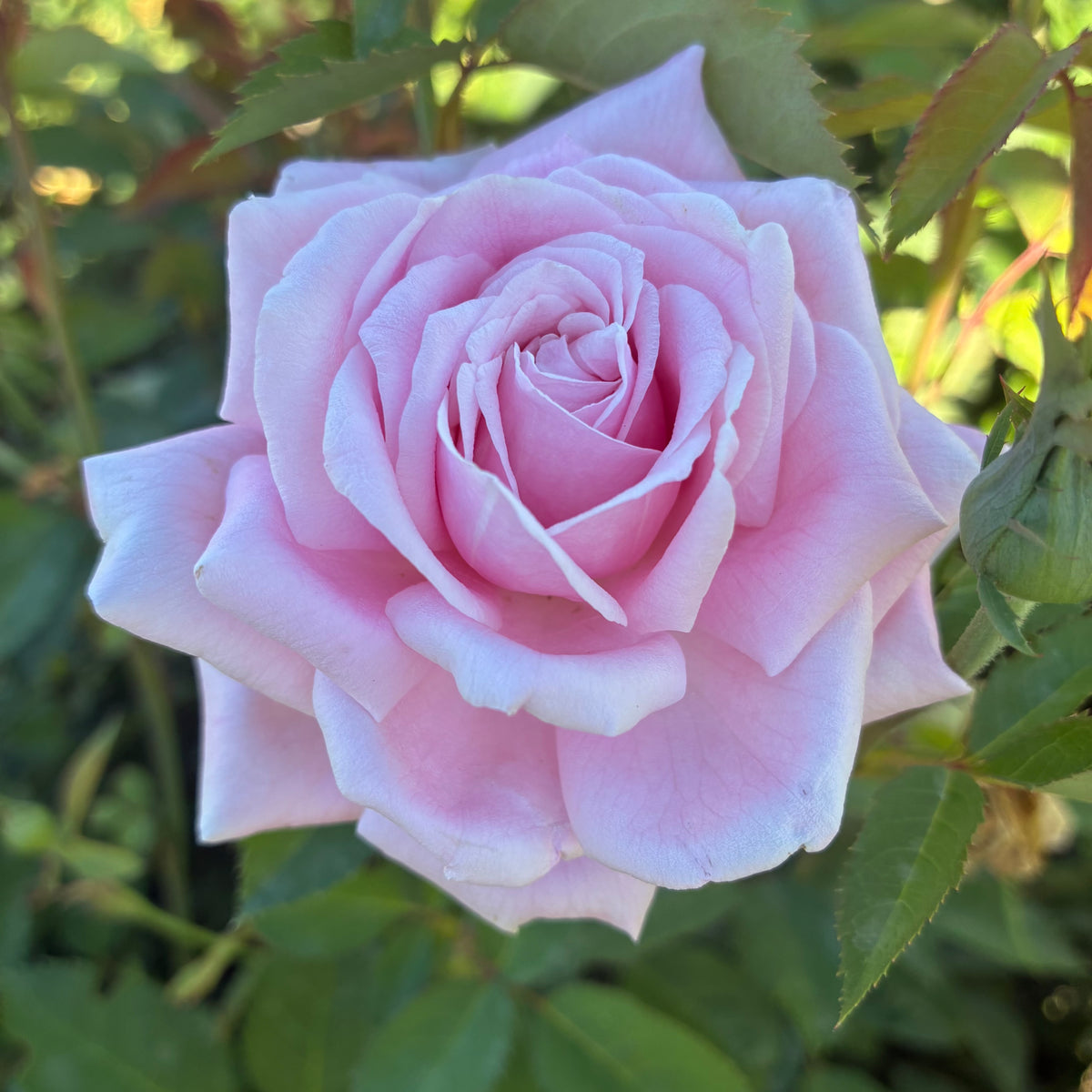 Belinda’s Dream Rose