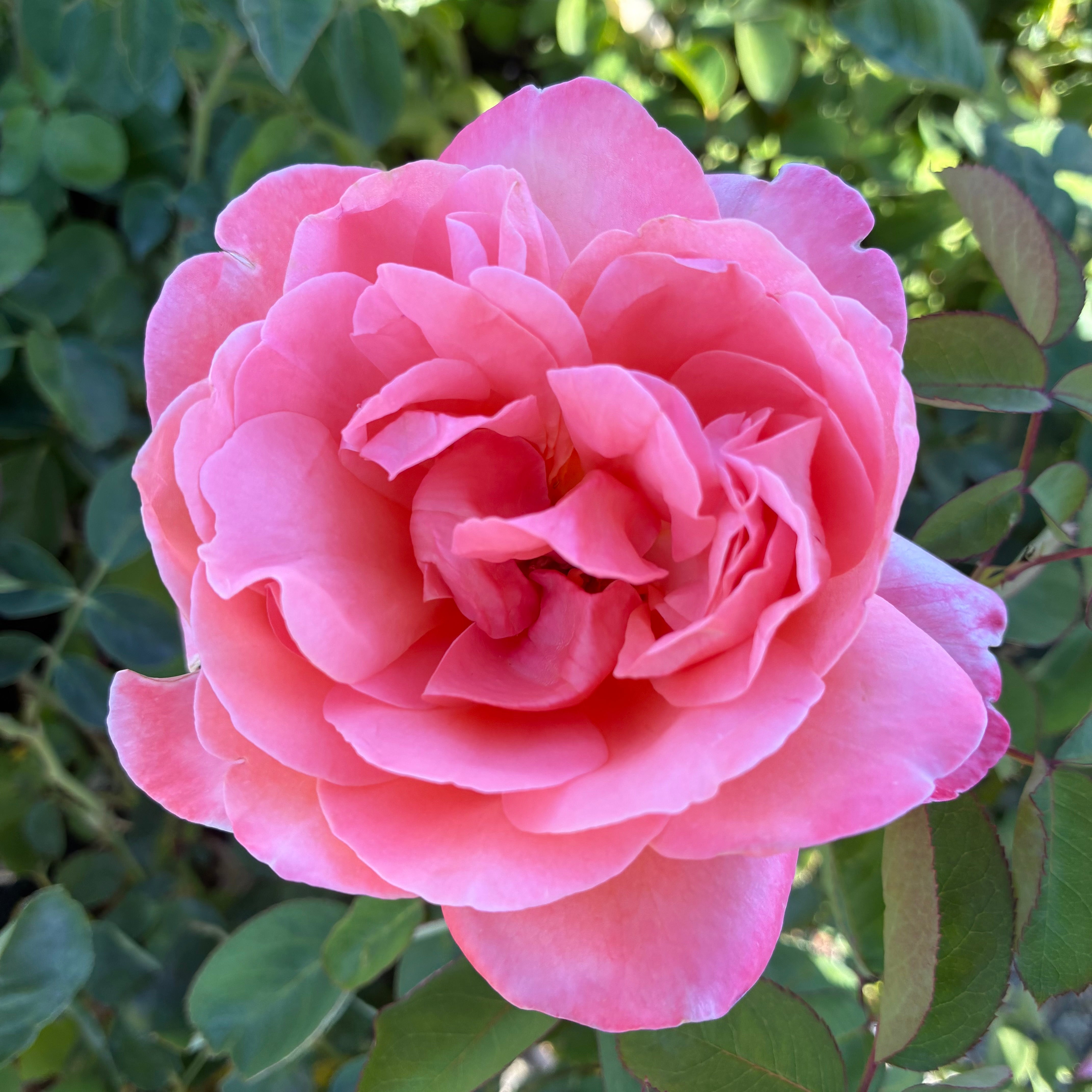 Sweet Mademoiselle™ Rose