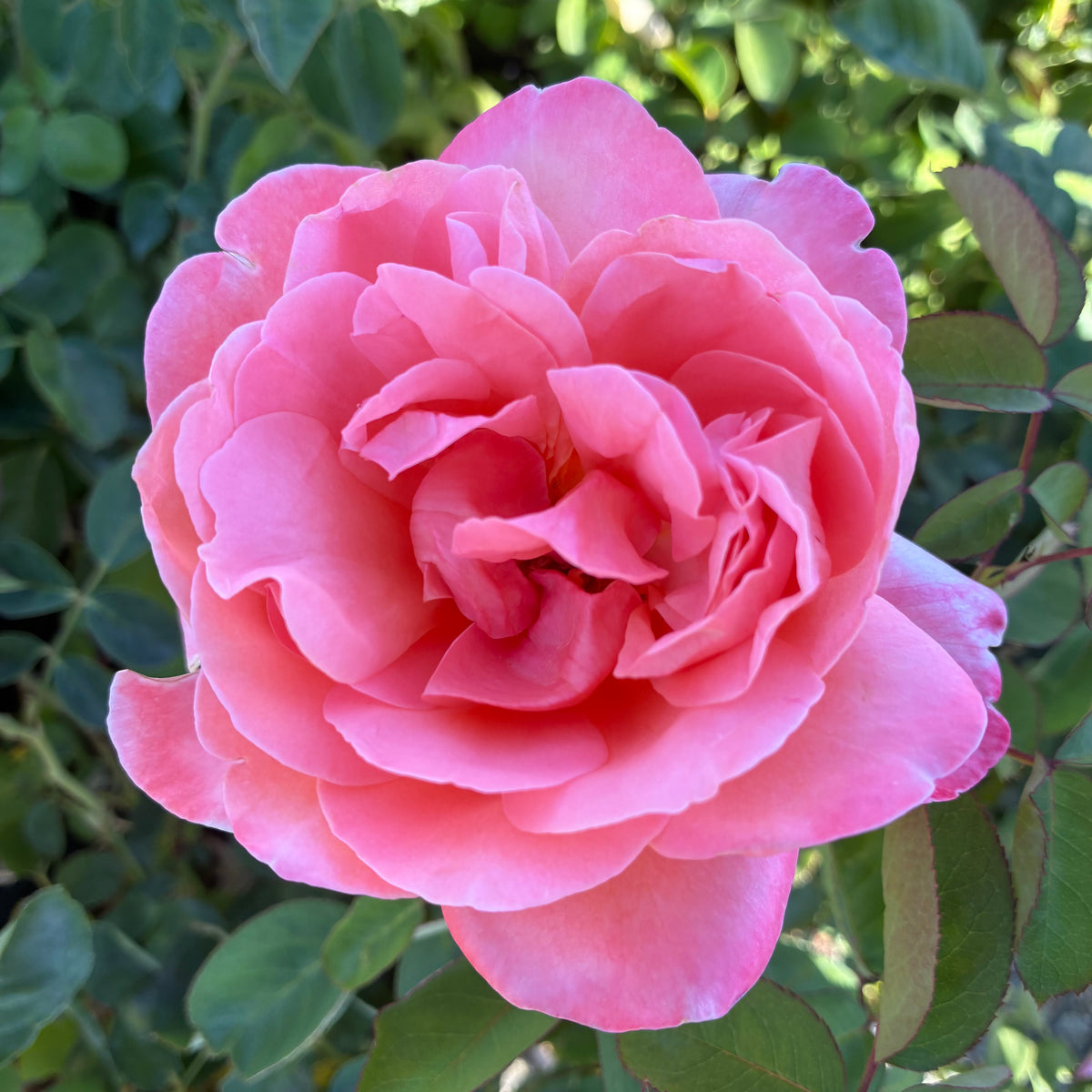 Sweet Mademoiselle™ Rose