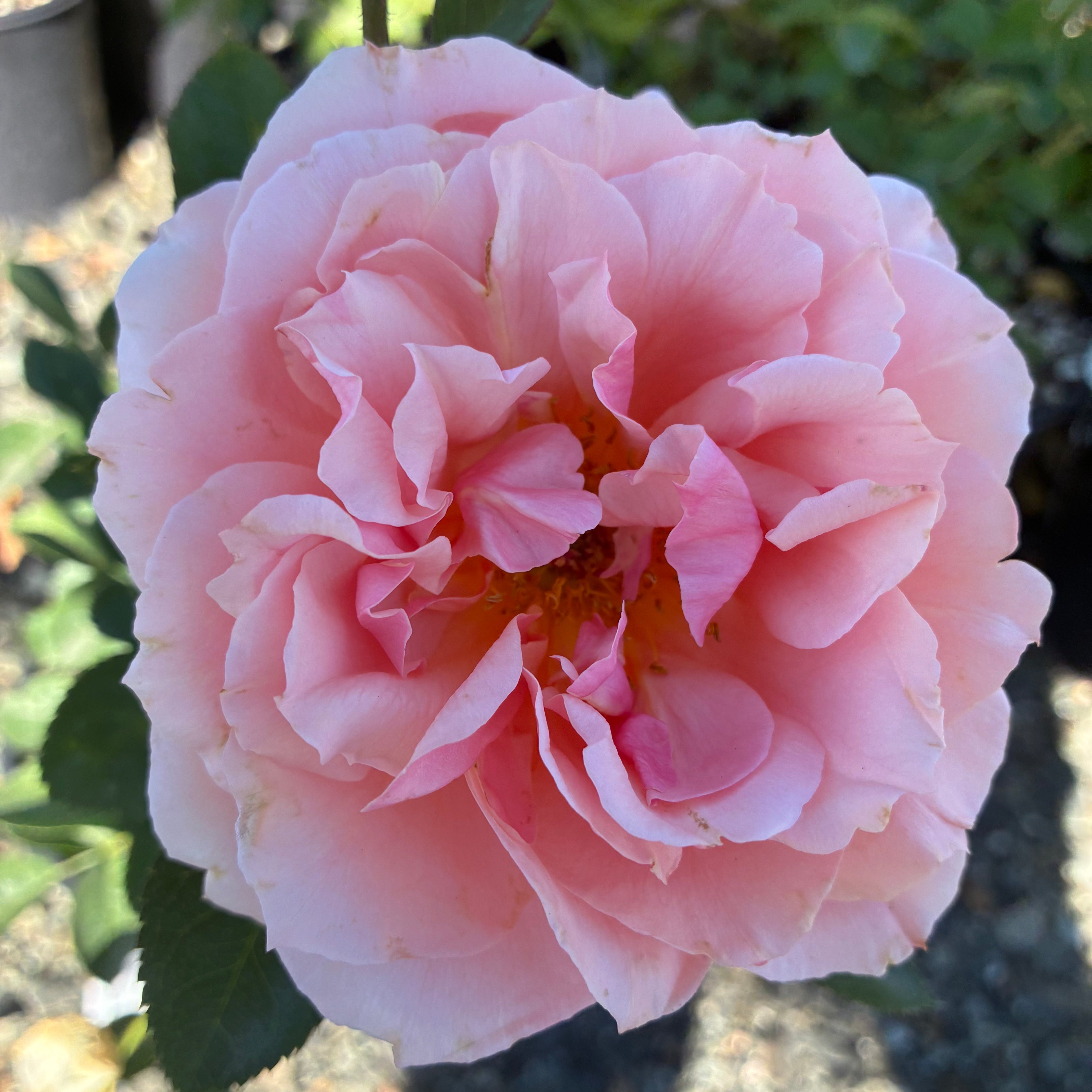 Apricot Candy™ Rose