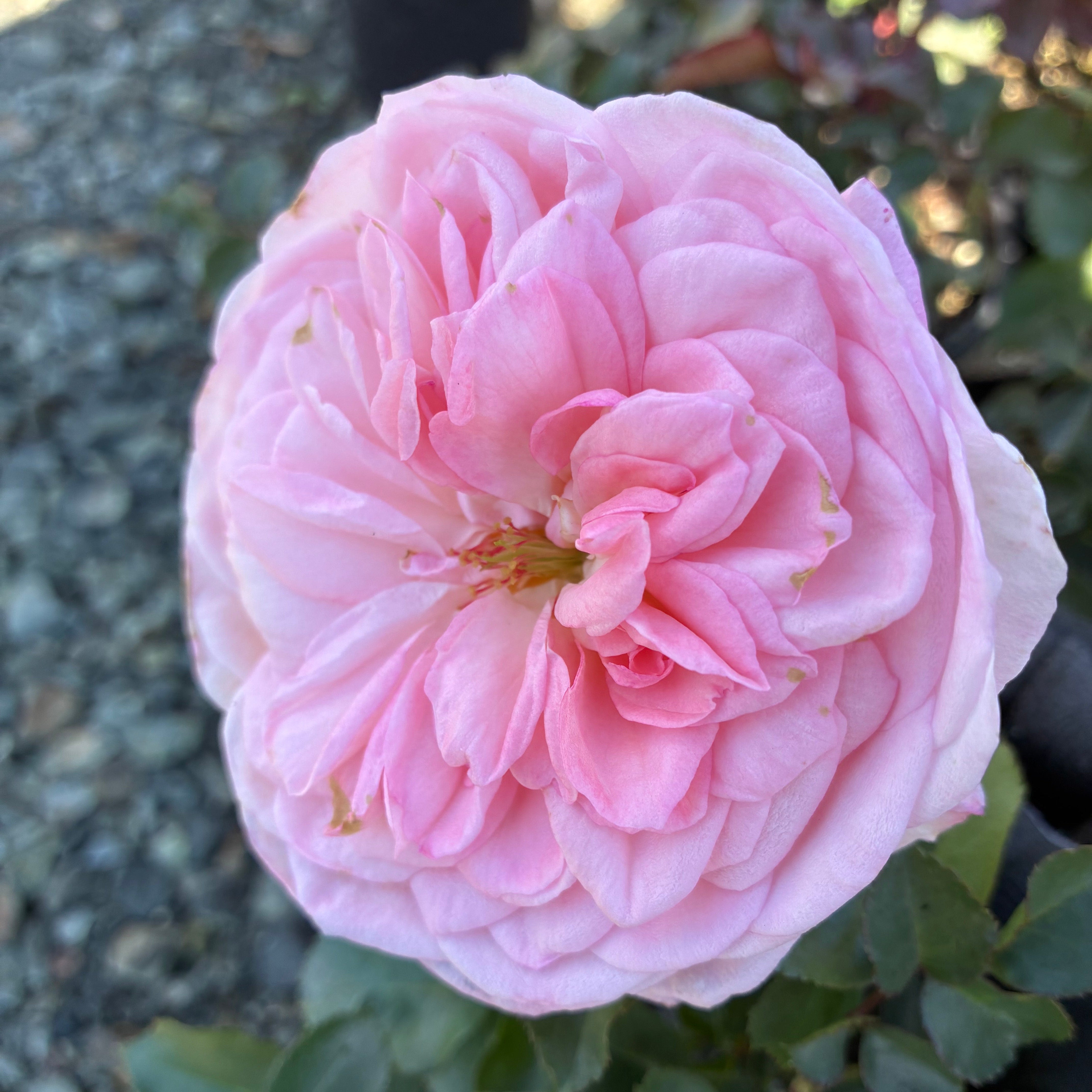 Sunbelt® Savannah™ Rose