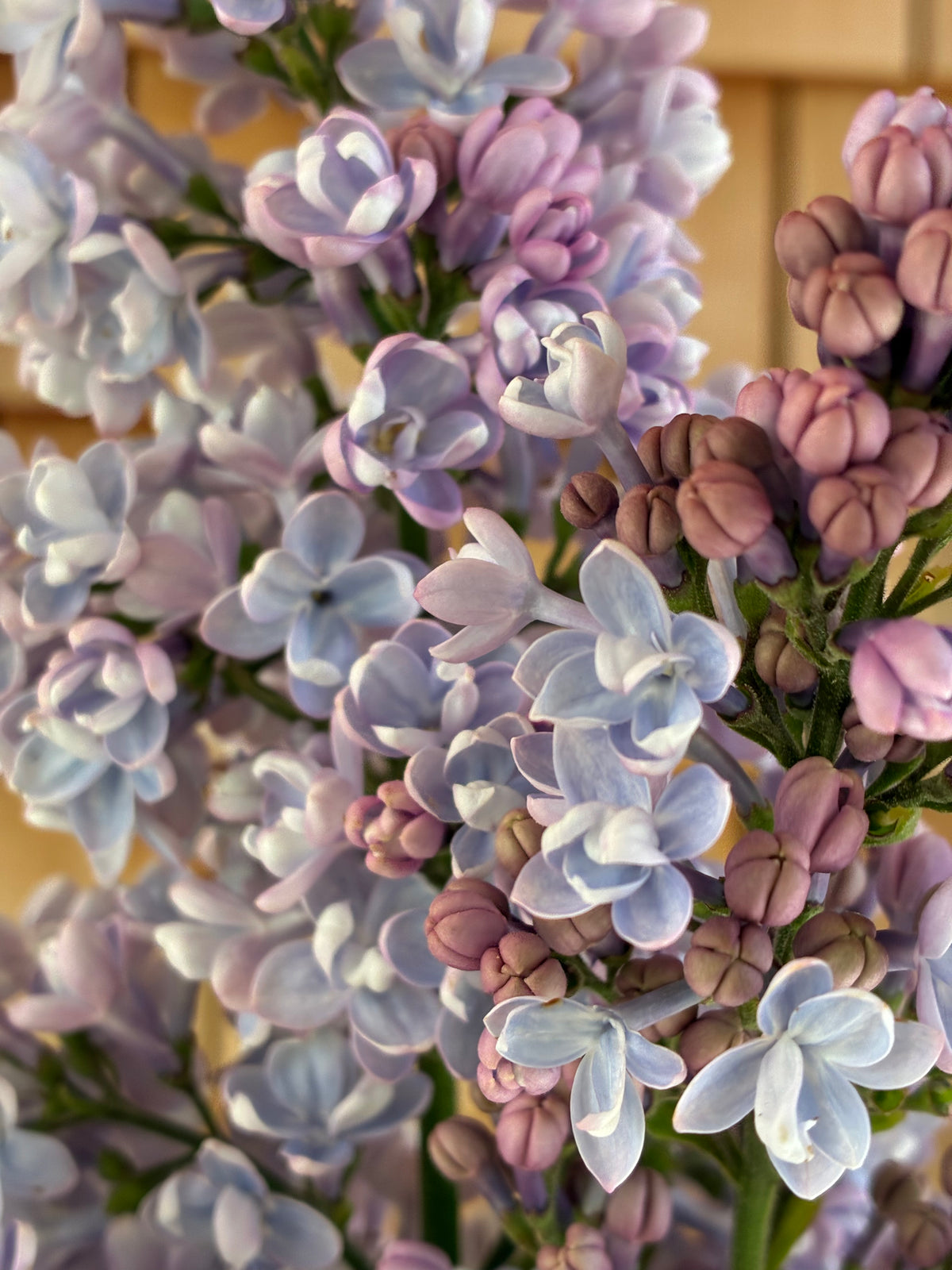 Katherine Havemeyer Lilac
