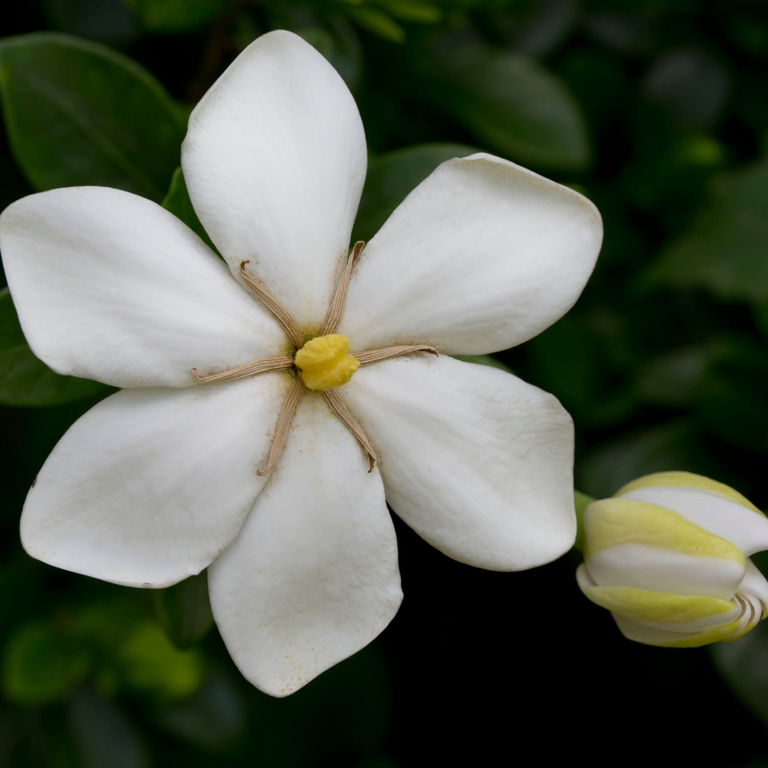 Kleim’s Hardy Gardenia