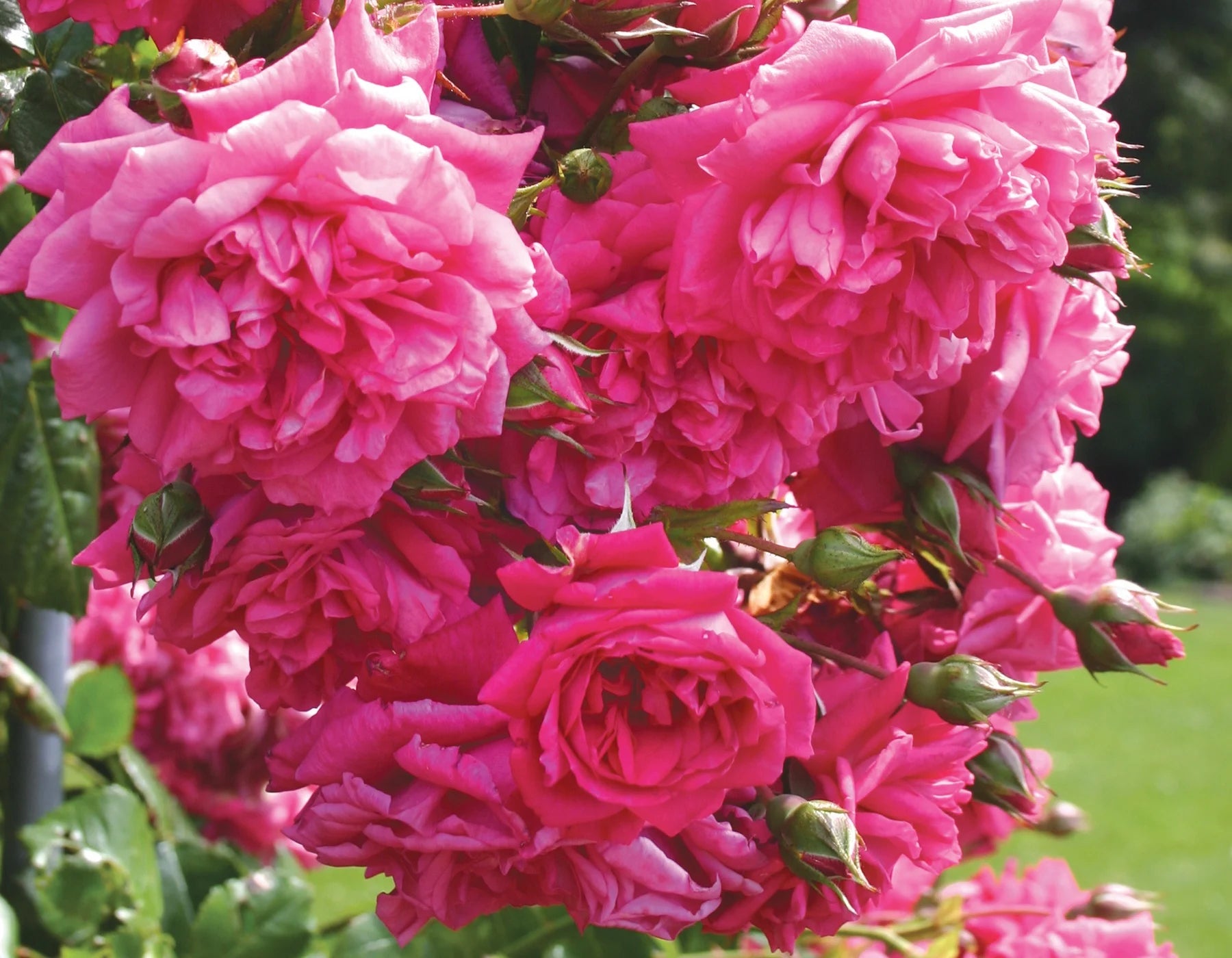 Arborose® Laguna™ Climbing Rose