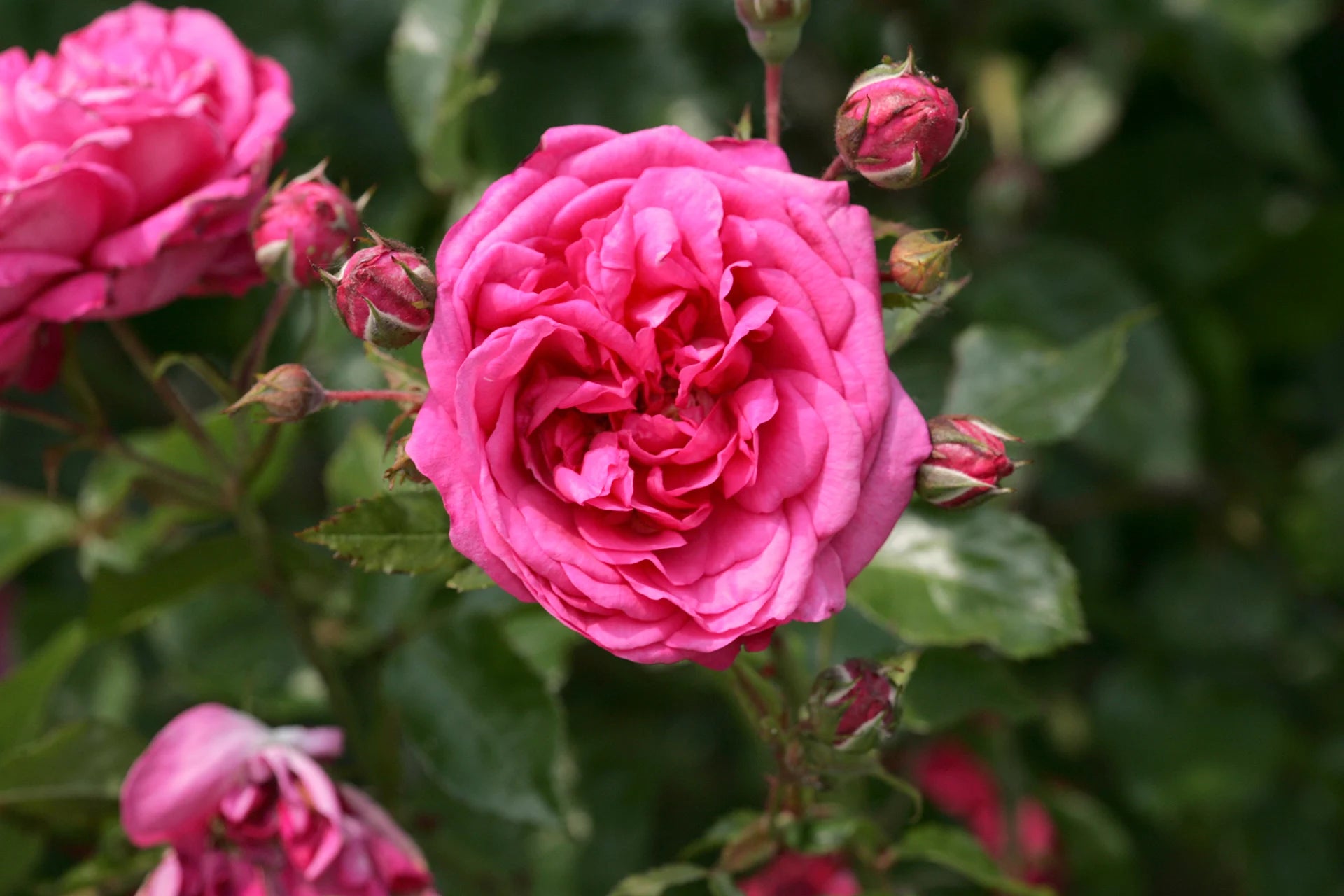 Arborose® Laguna™ Climbing Rose