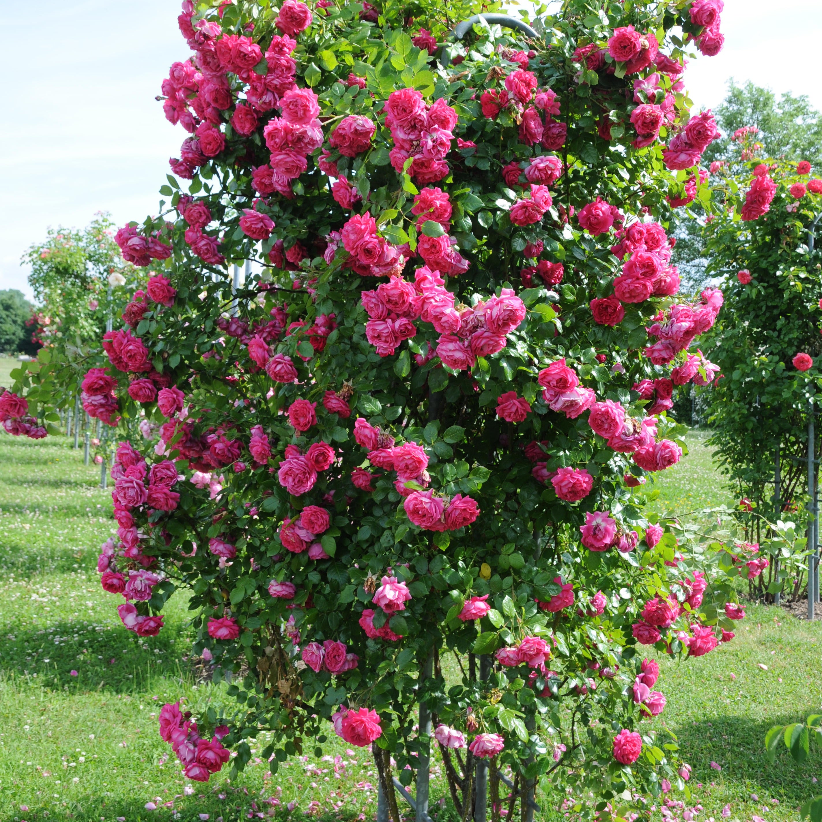 Arborose® Laguna™ Climbing Rose
