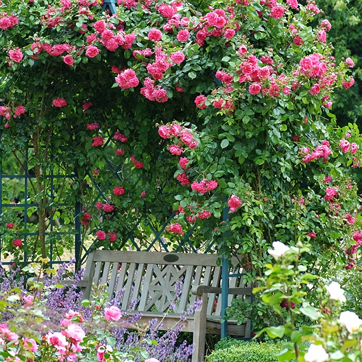 Arborose® Laguna™ Climbing Rose