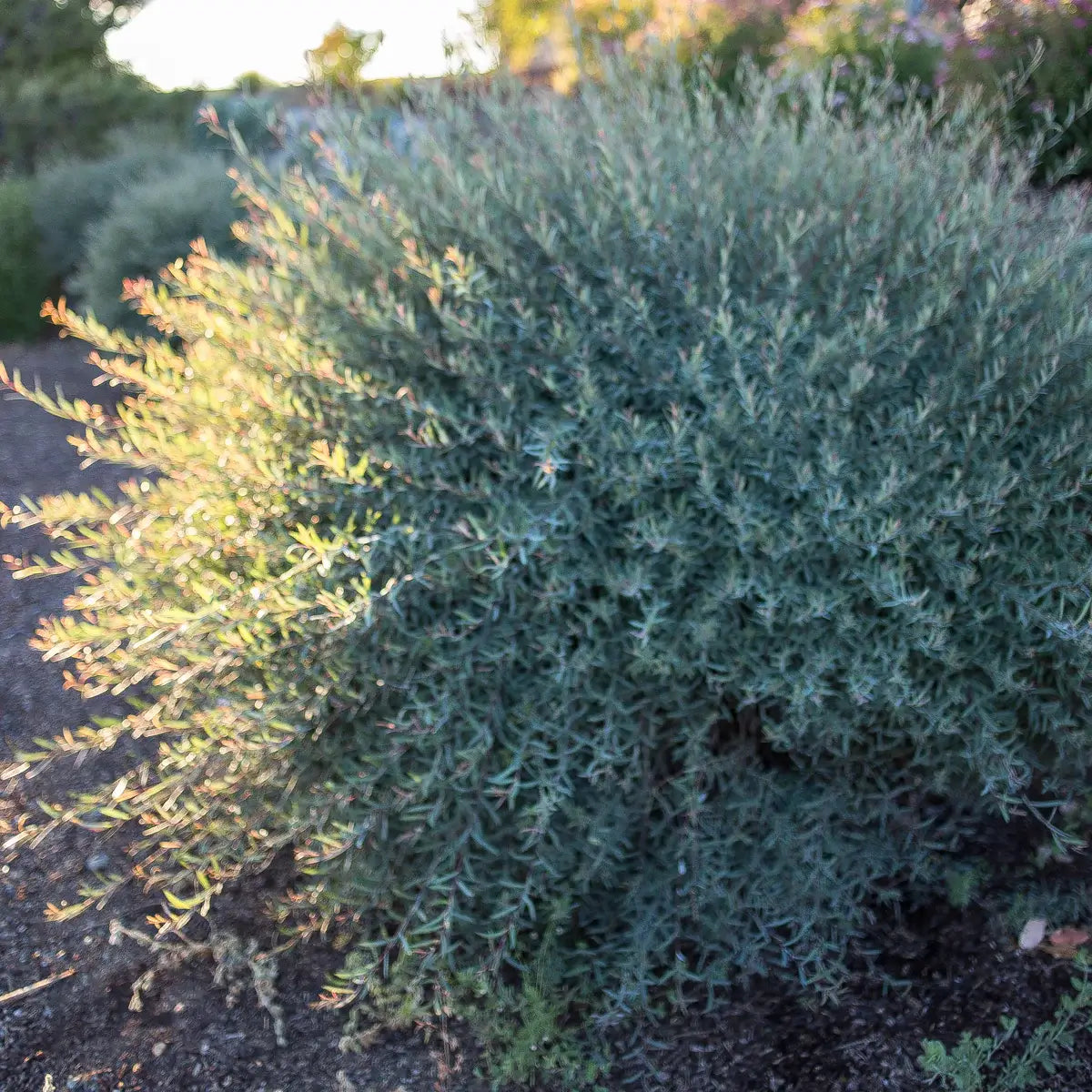 5 Dwarf Blue Arctic Willow Plants (Salix Purpurea) – 6-8 Inches Tall – Purple Osier – Cold Resistant, Fast Growing Shrubs – Dylman Gardens