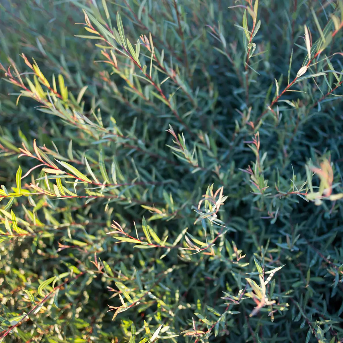 Dwarf Blue Arctic Willow