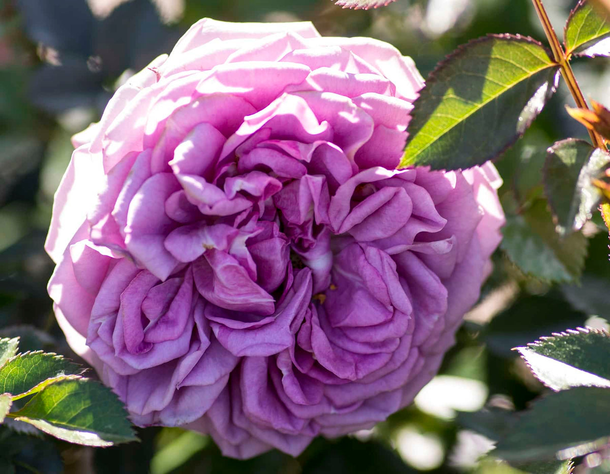 Lavender Veranda® Rose
