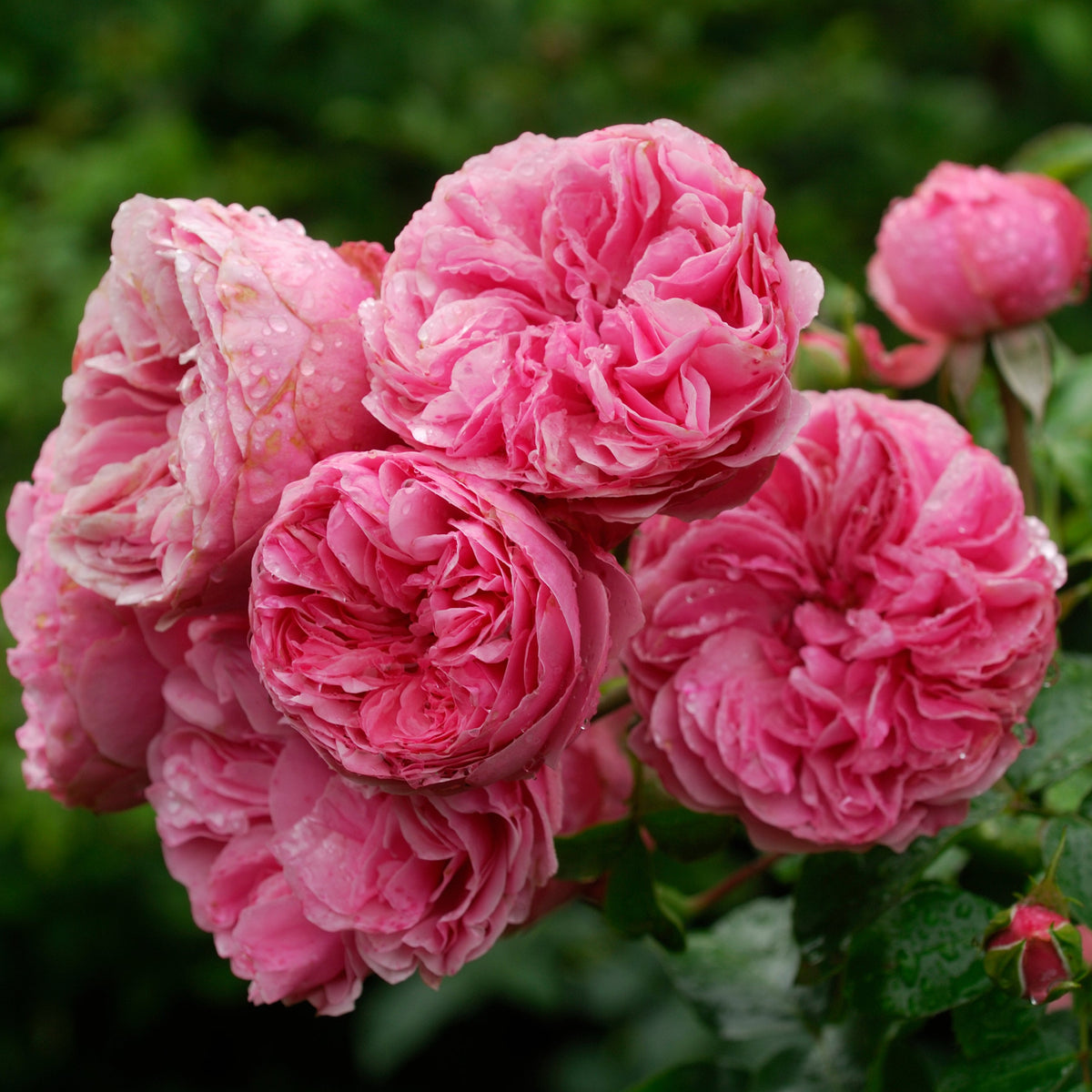 Leonardo da Vinci® Rose