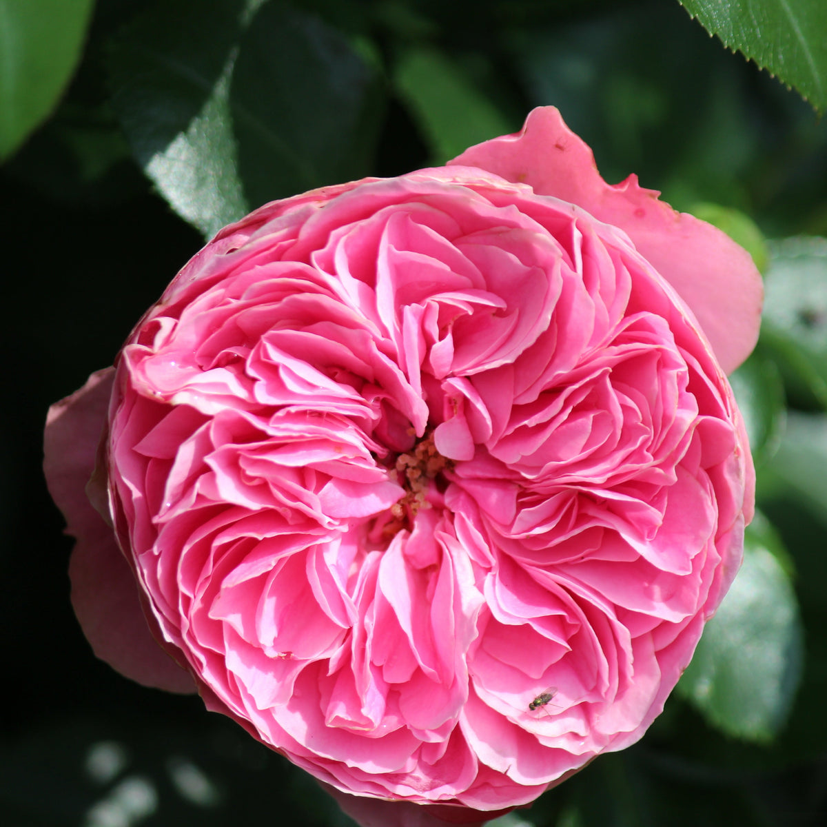Leonardo da Vinci® Rose