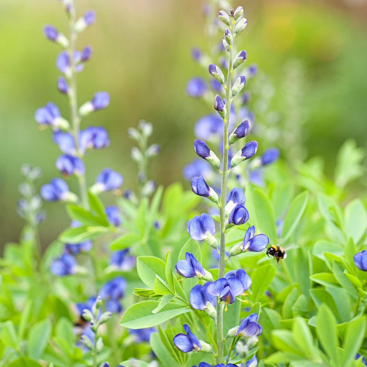 Blue False Indigo (Baptisia australis)