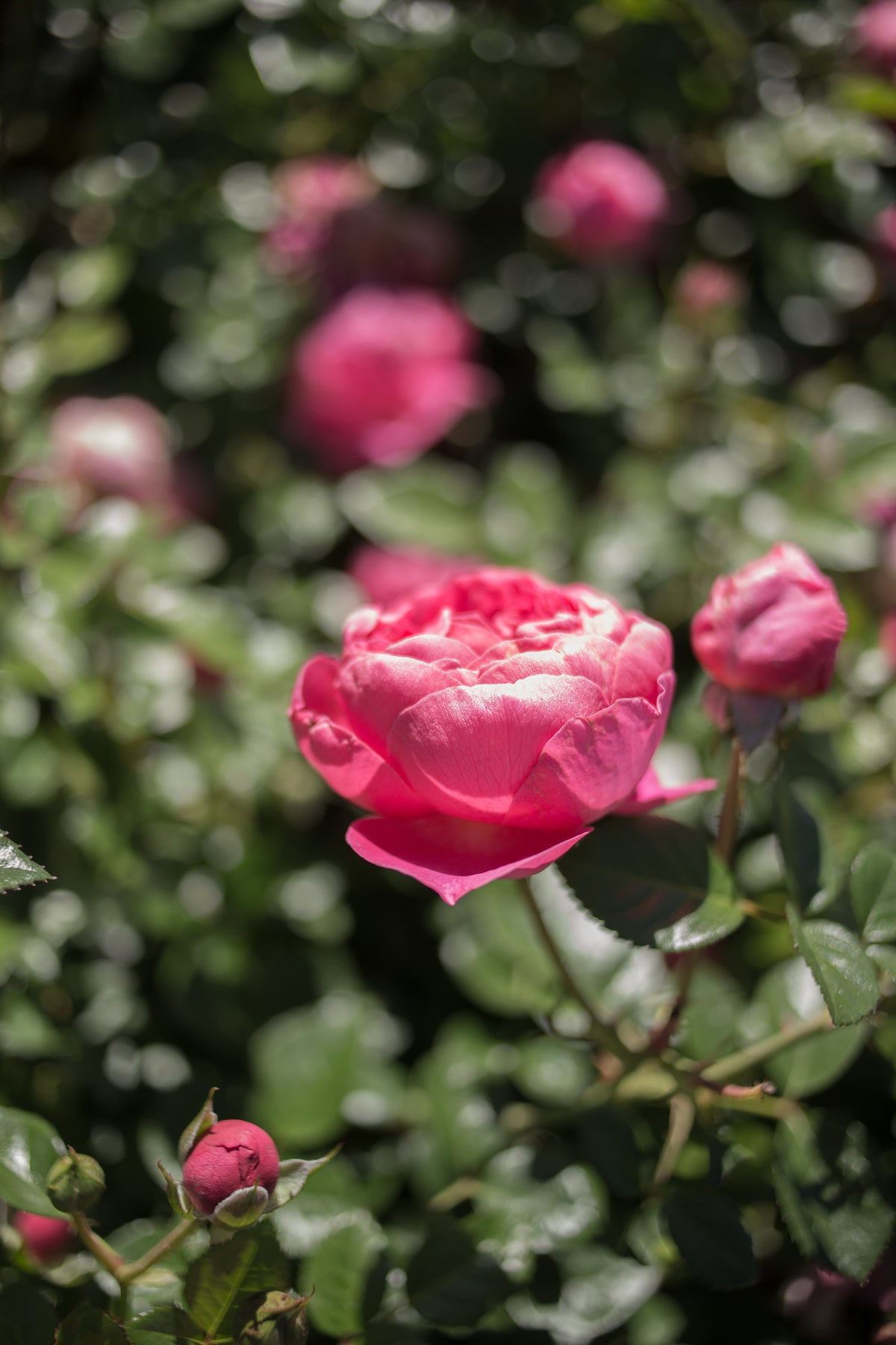 PowerPuff Pink® Rose