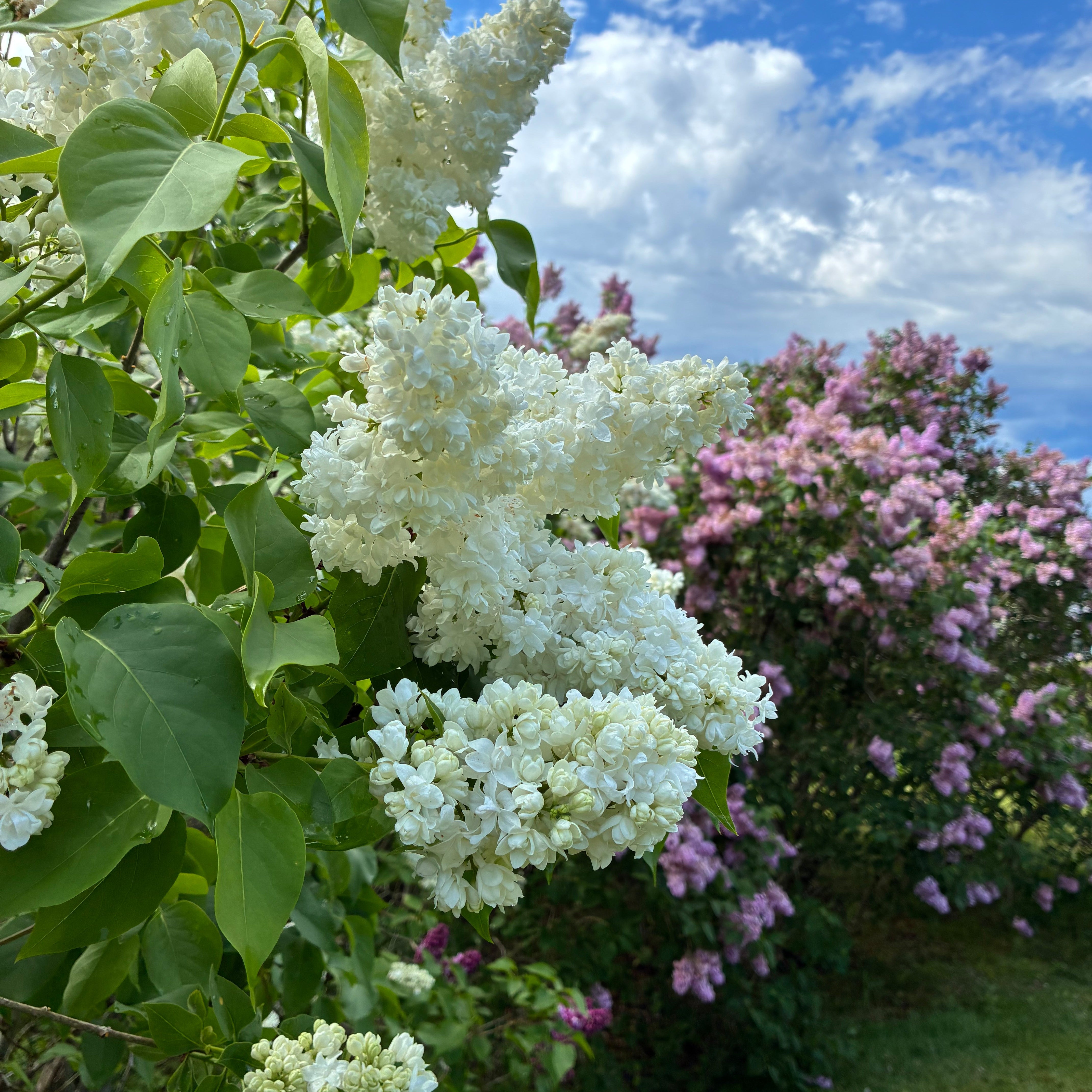 Madame Lemoine French Lilac