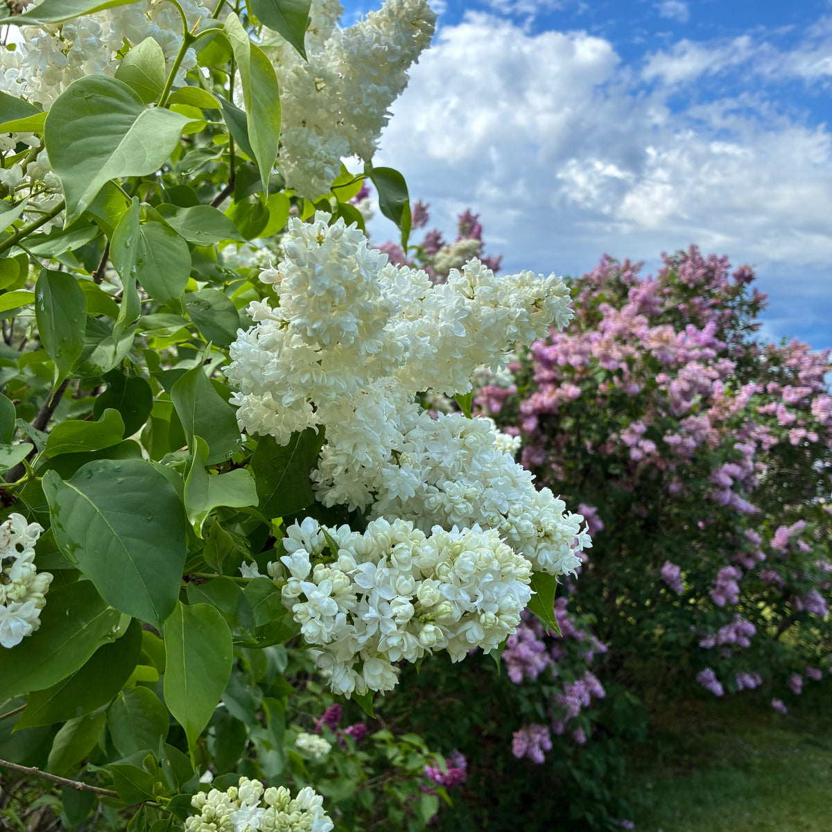 Madame Lemoine French Lilac