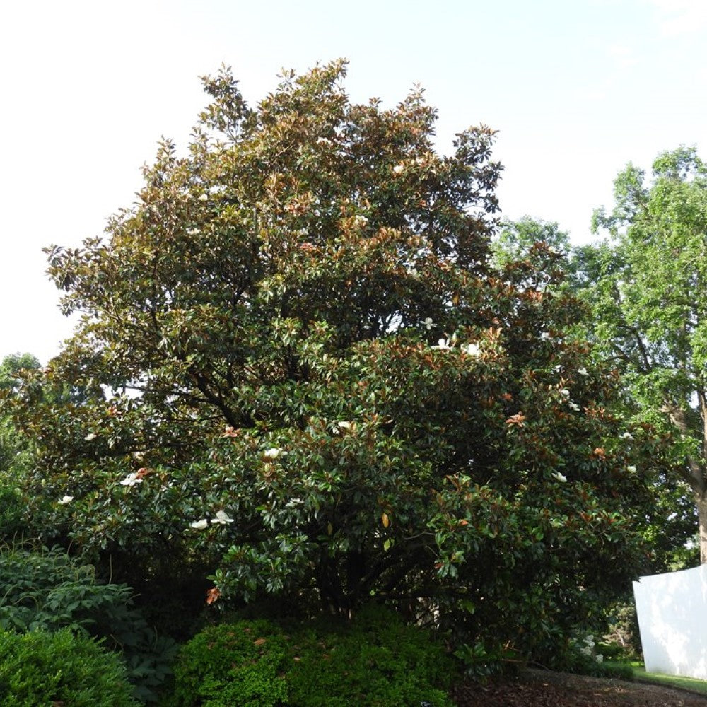 Magnolia ‘Bracken’s Brown Beauty’