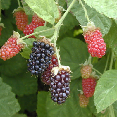 Marionberry