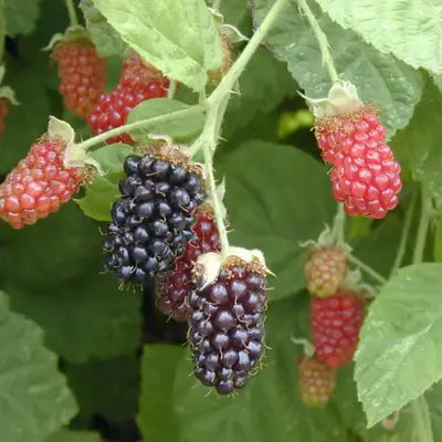 Marionberry