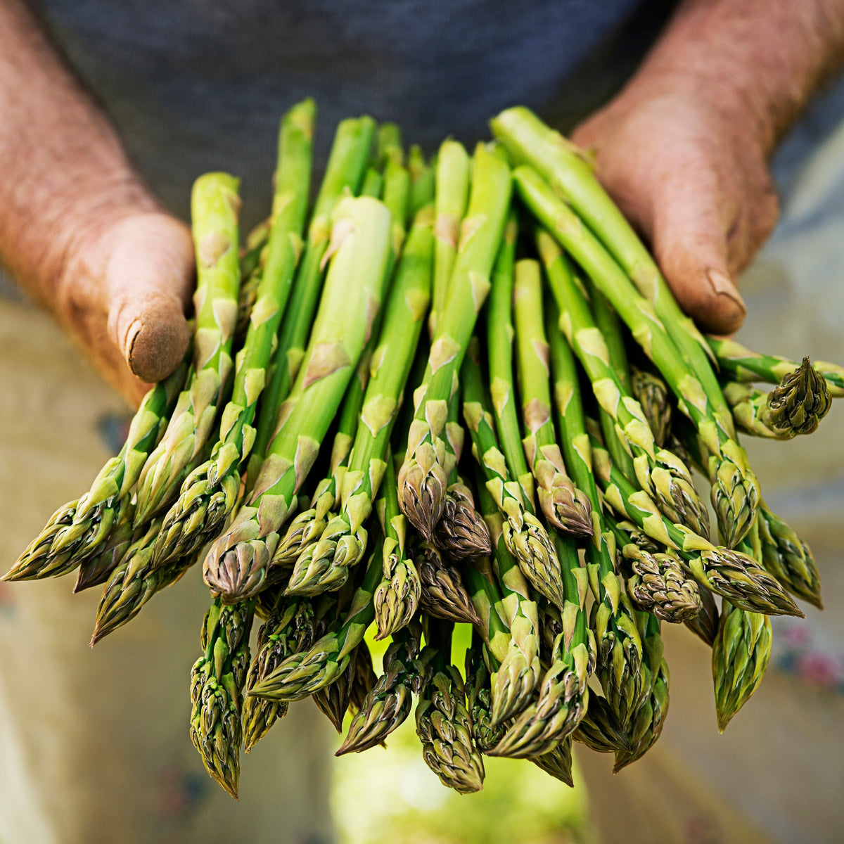 Mary Washington Asparagus