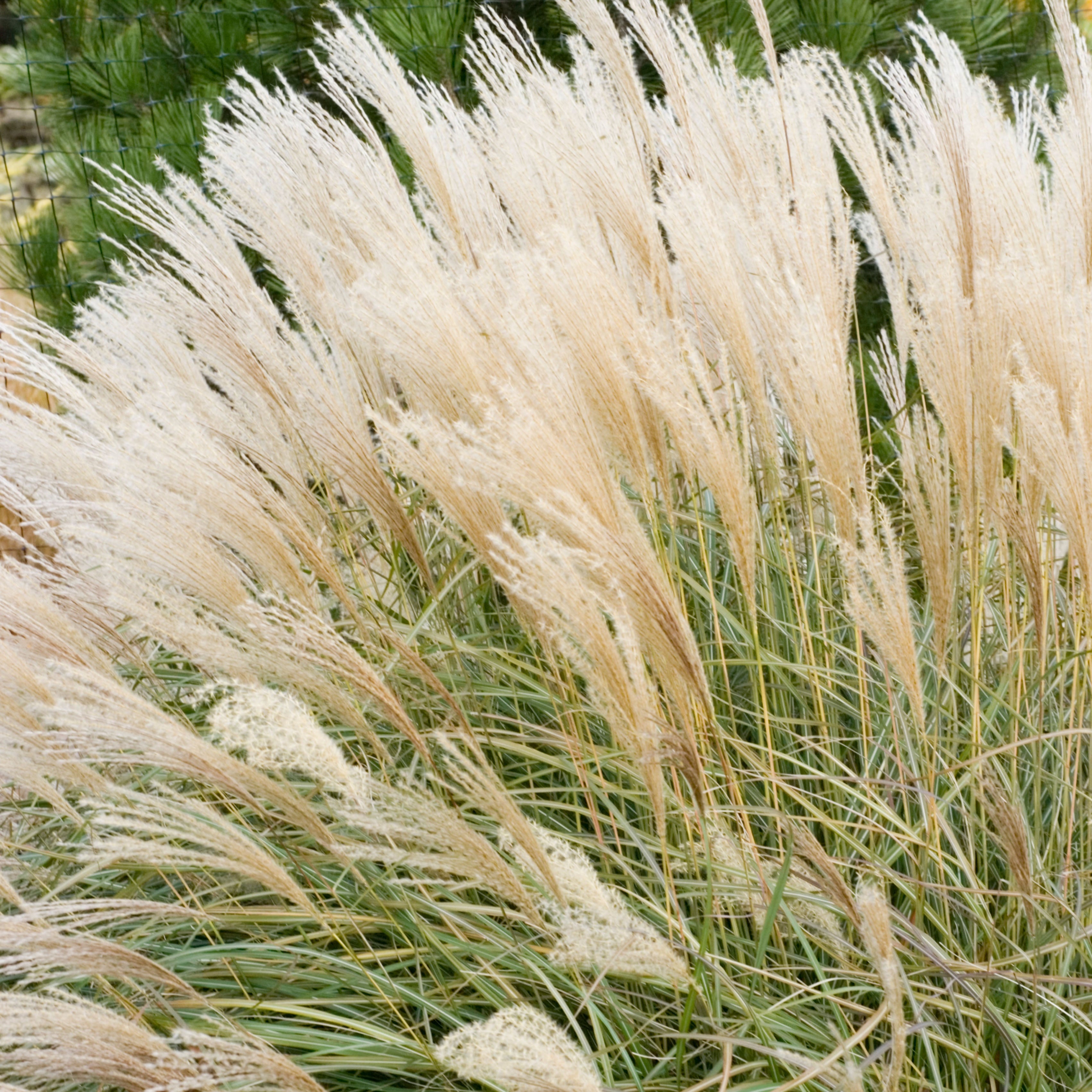 Adagio Maiden Grass