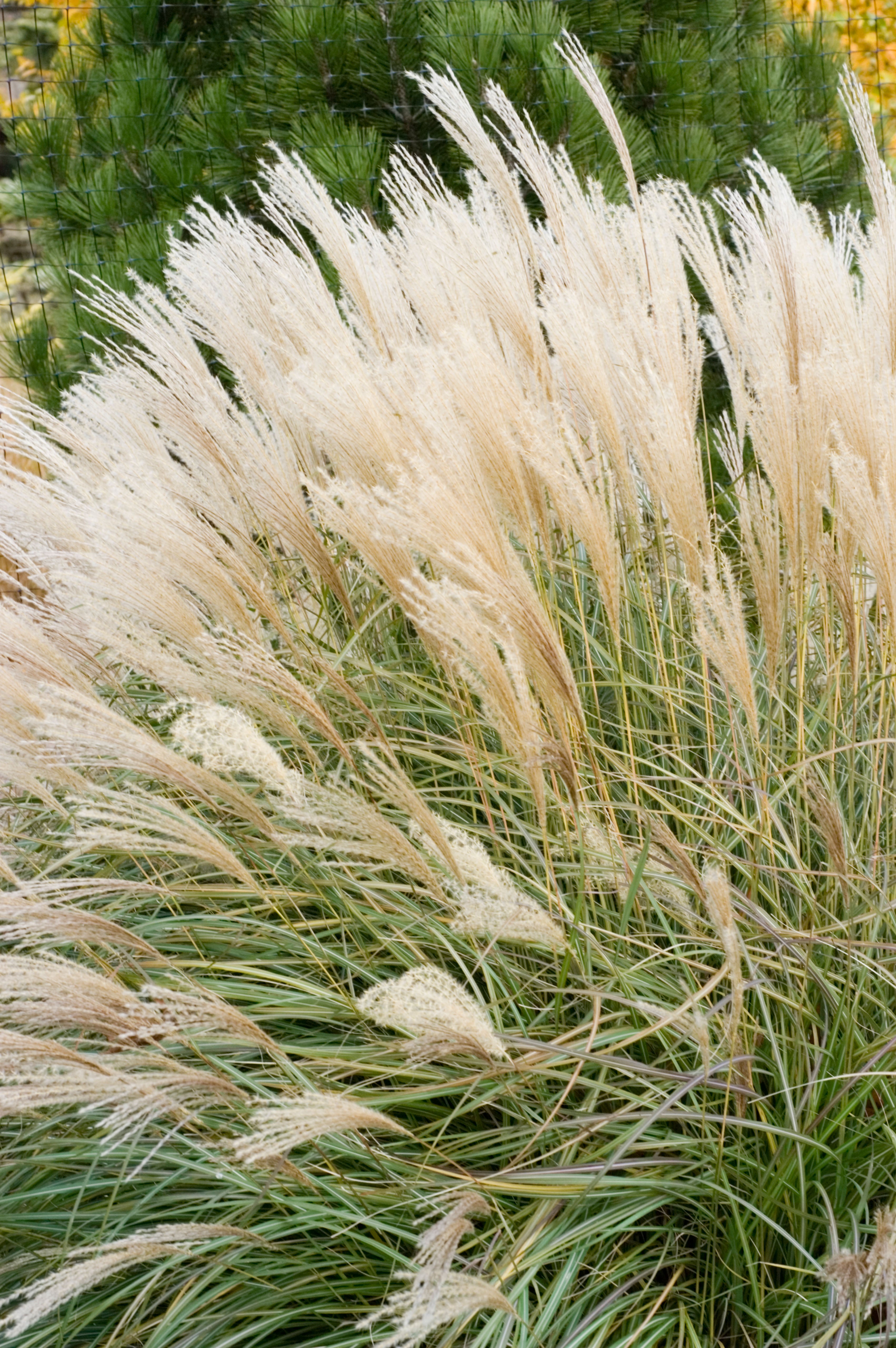 Adagio Maiden Grass