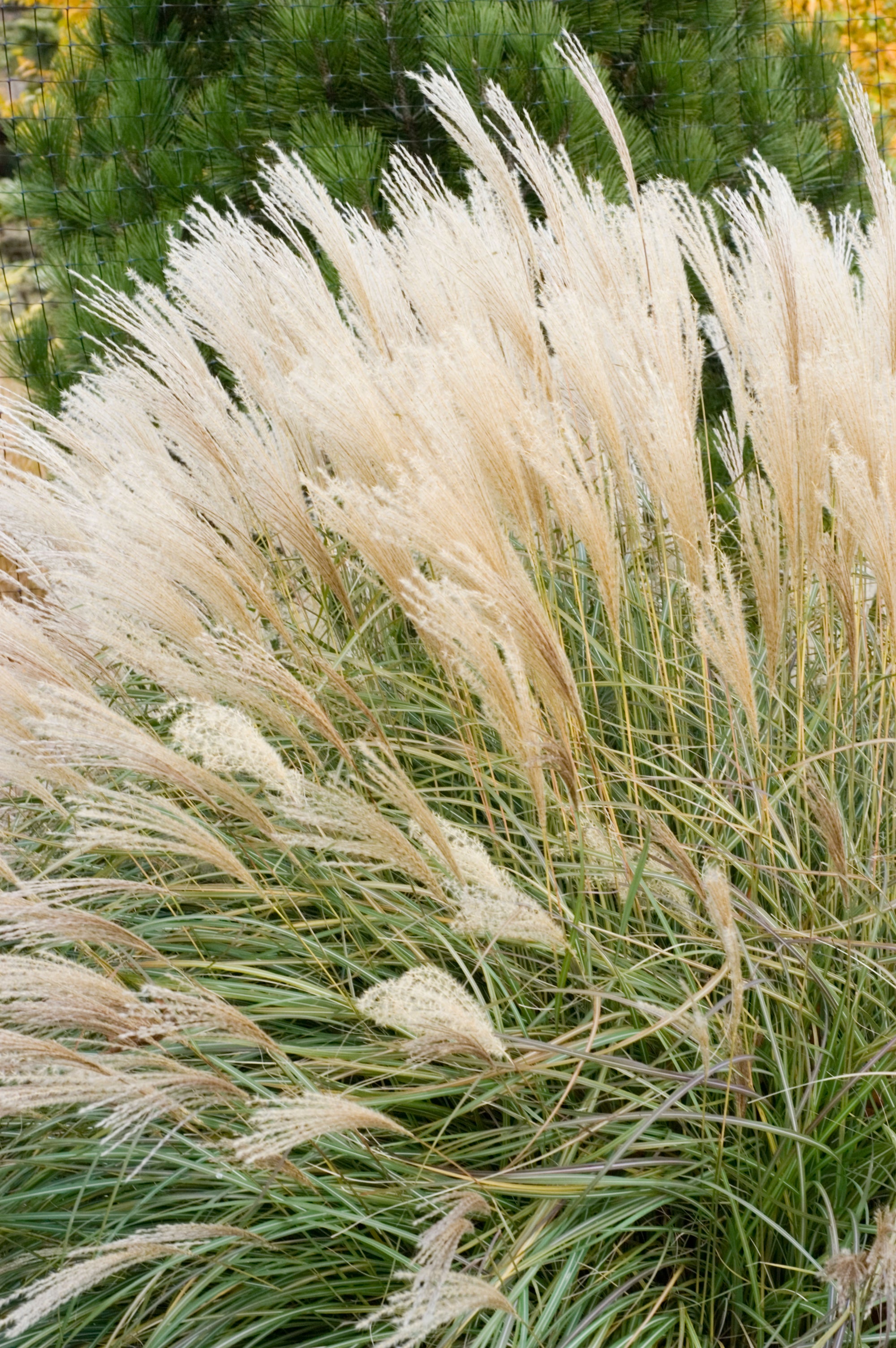 Ornamental Grasses for Sale | Buy Ornamental Grasses Online | The