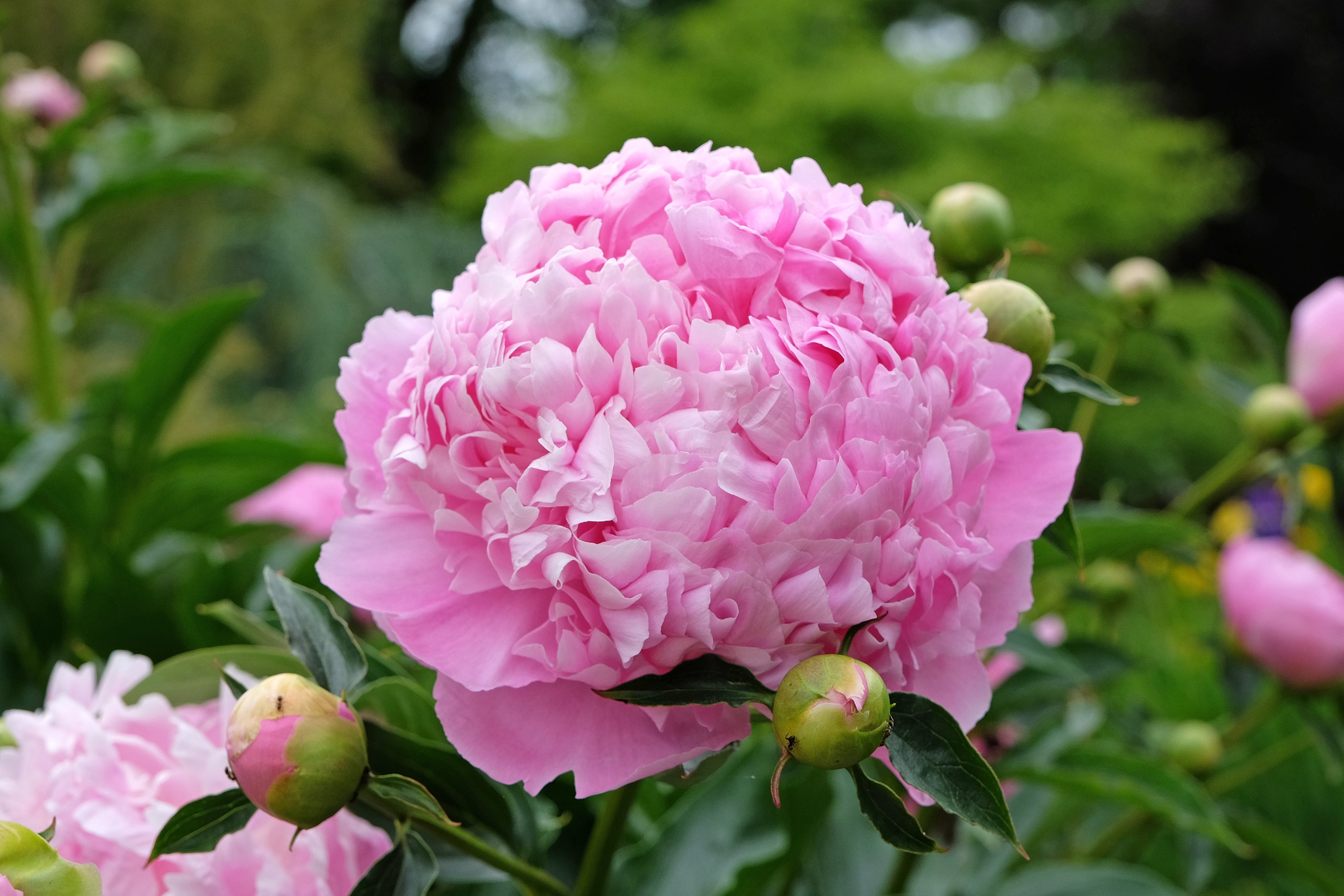 Peony ‘Monsieur Jules Elie’ (Bare Root)
