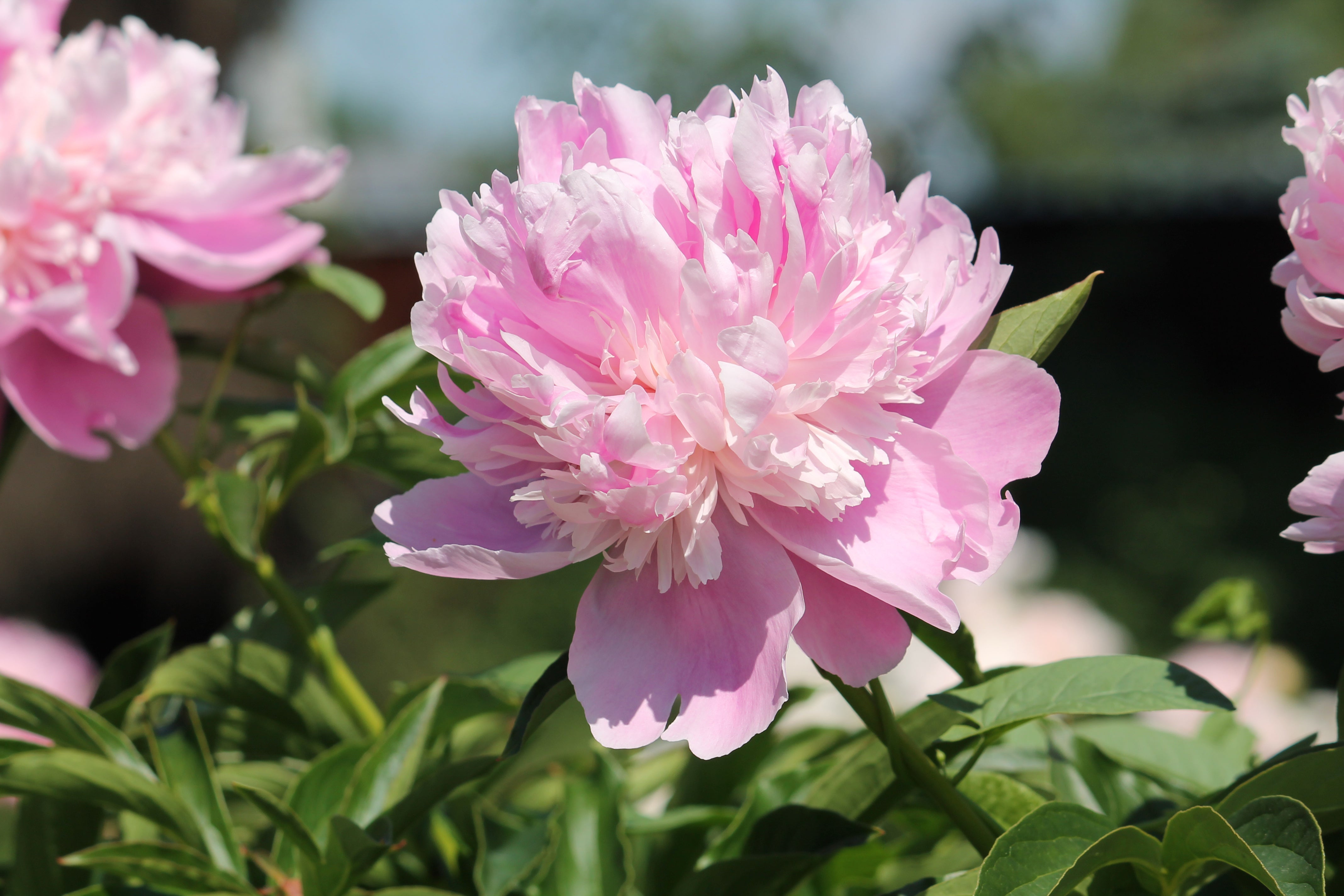 Peony ‘Monsieur Jules Elie’ (Bare Root)